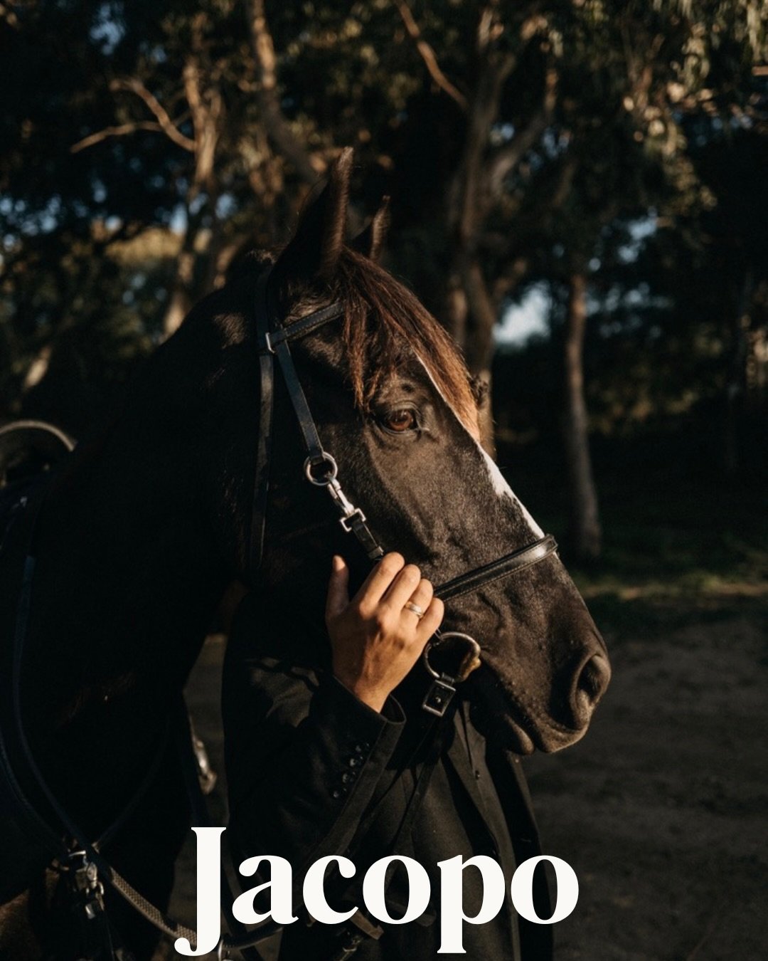 Meet Jacopo 🦅
Our generous Sicilian-Murgese horse.
 Available for half-lease at Equi Sicilia.

Disponibile in mezza fida presso Equi Sicilia.

#horseridingsicily