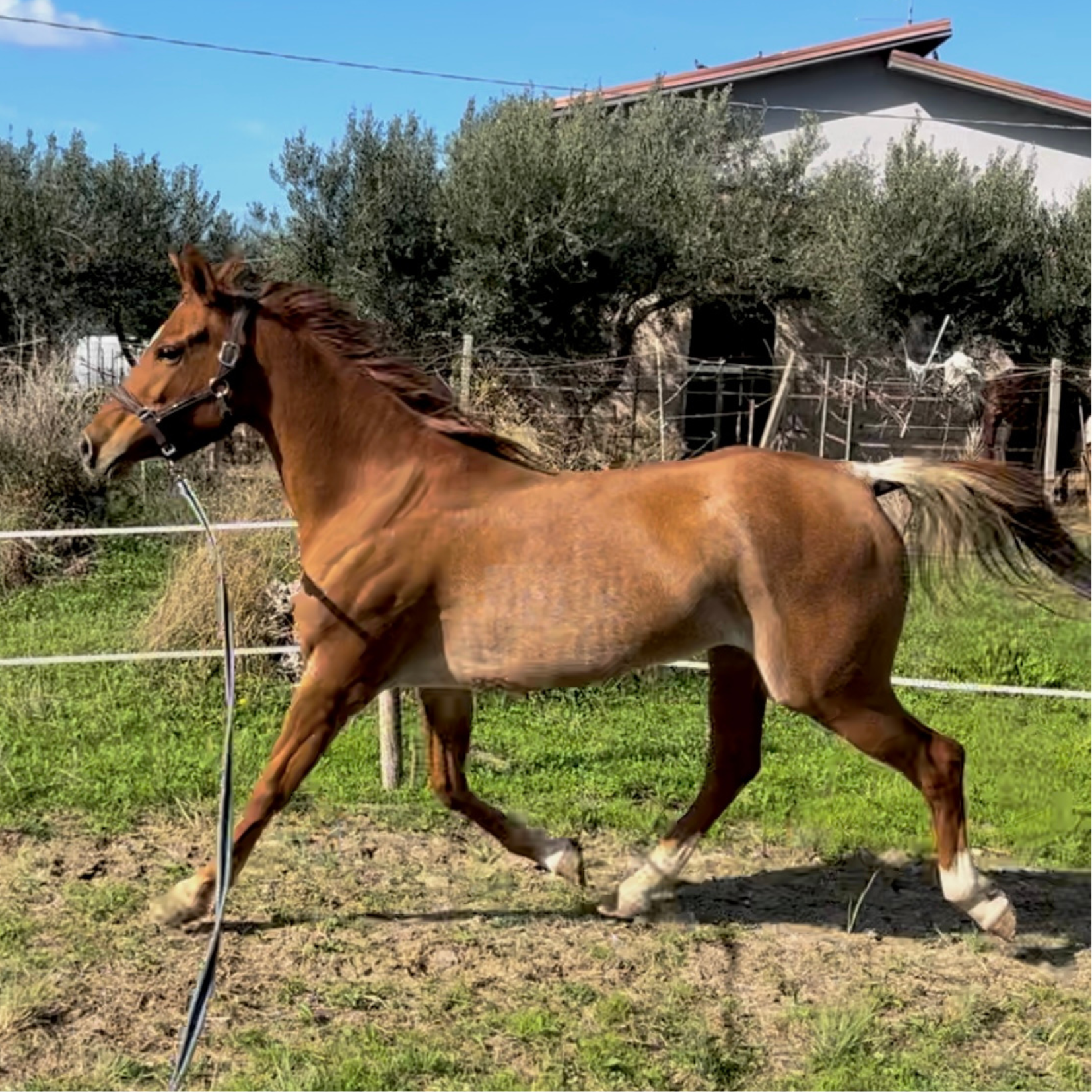 Chestnut horse trotting.