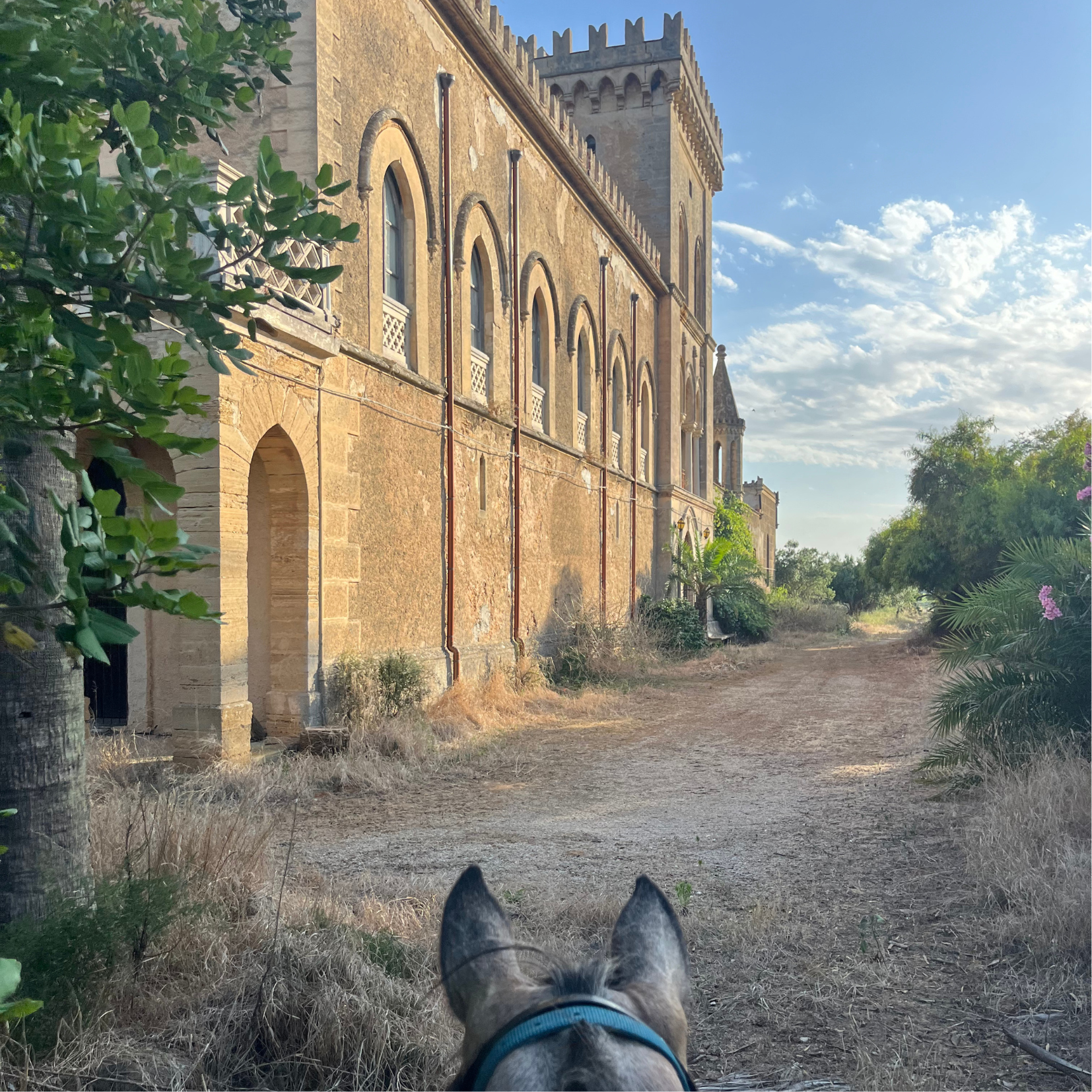 Horse in front of a castle.