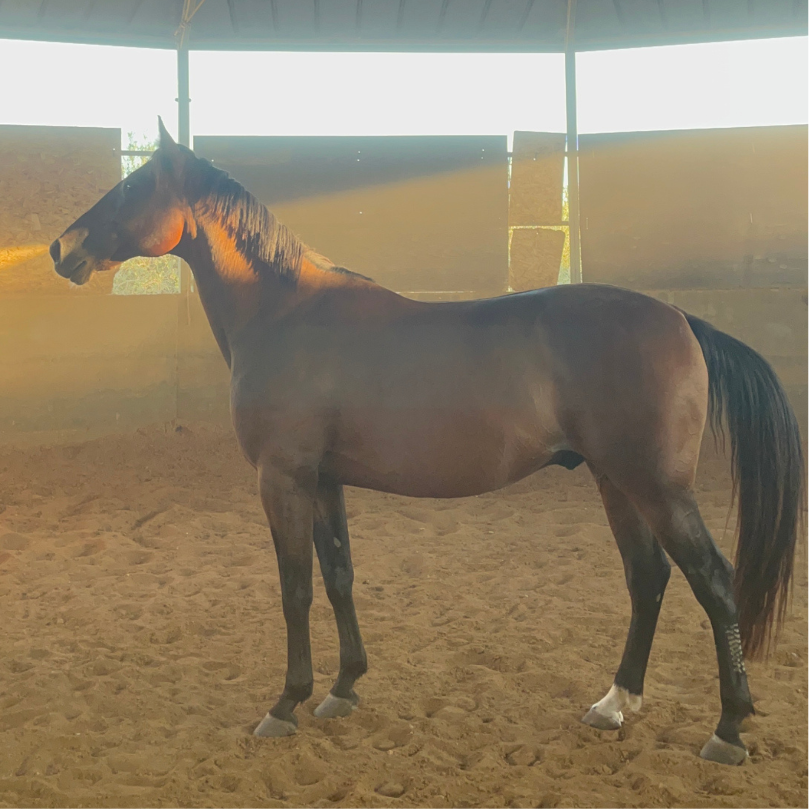 Brown horse standing.