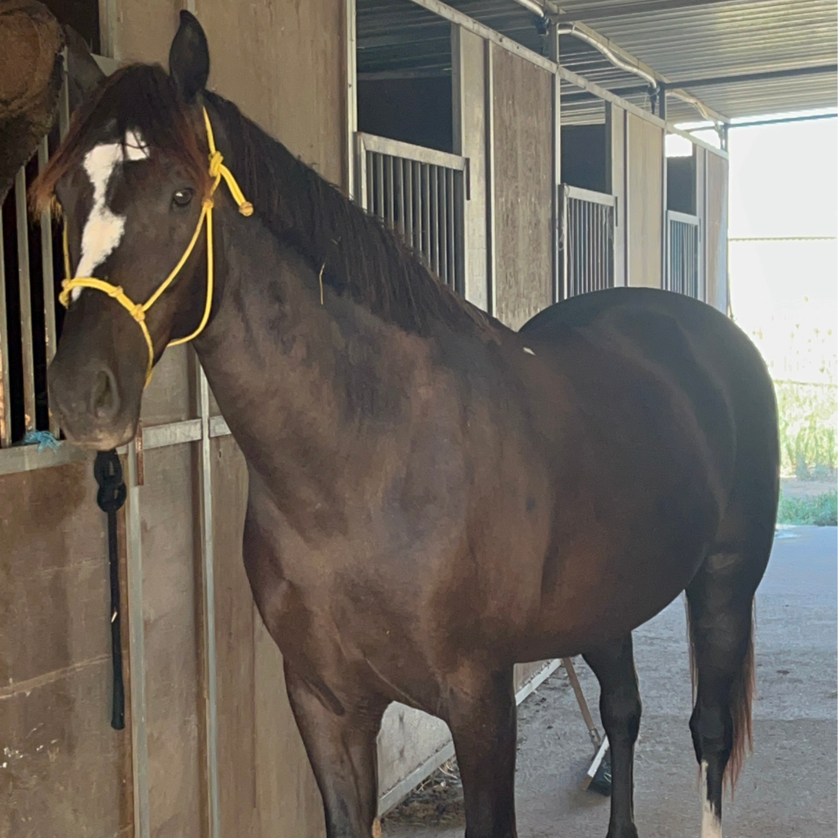 A black horse with a white blaze tied at a tree.