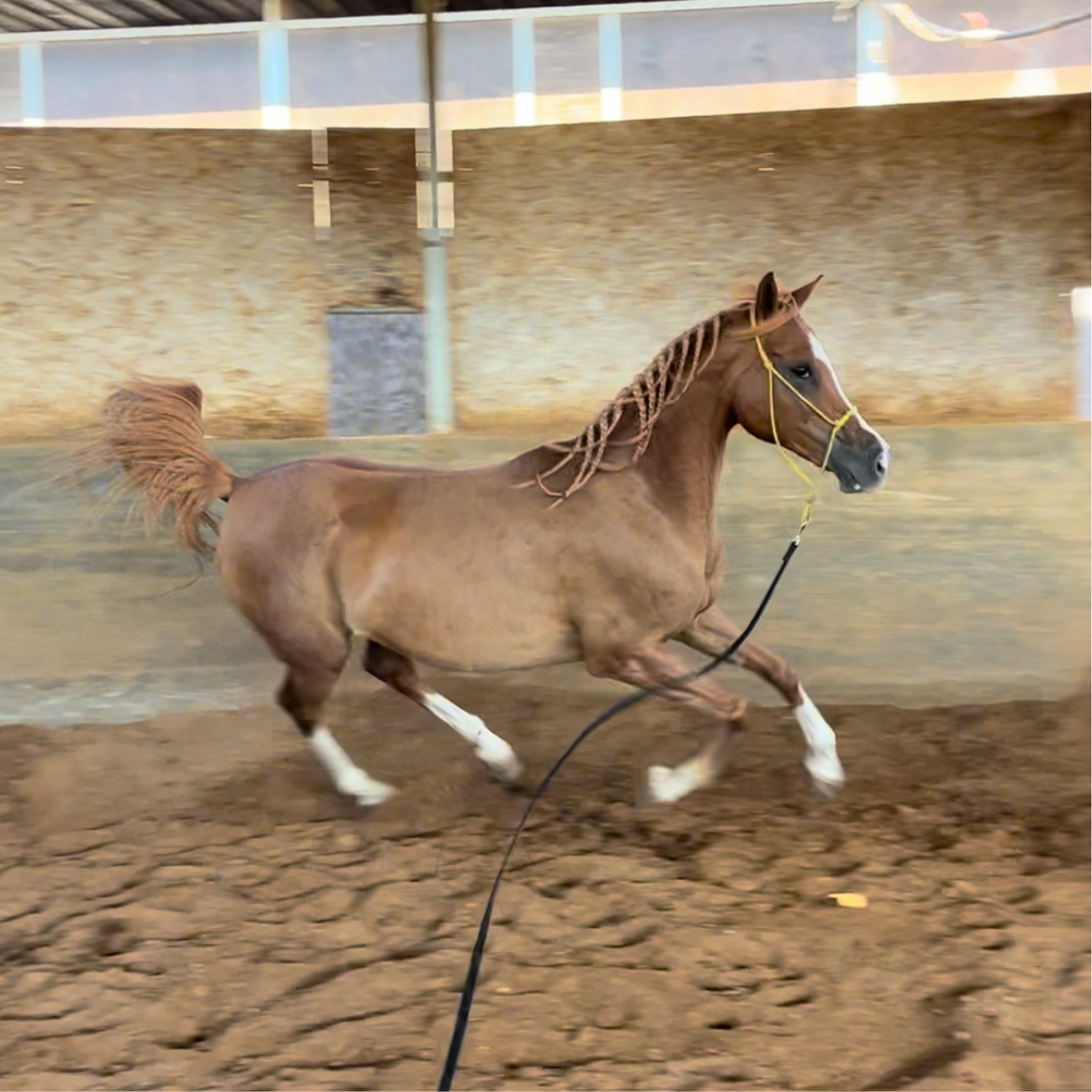 Arabian horse galoping.