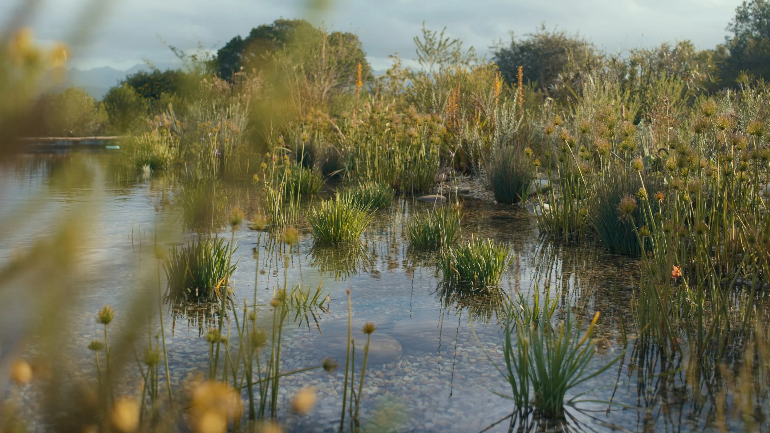 Blooming wetland landscape with tall grasses, flowering plants, and water, with trees and cloudy sky in the background.