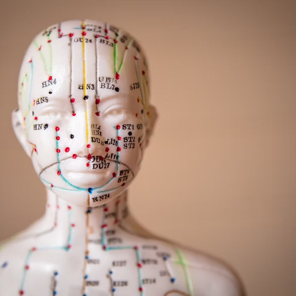 A white model of a human head and shoulders with acupuncture meridian lines and points marked on it.