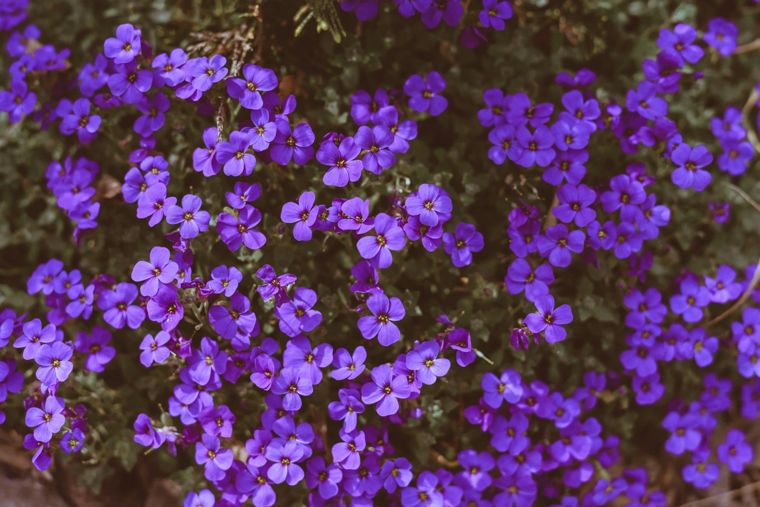 Close-up of numerous small, vibrant purple flowers with yellow centers, densely packed on green foliage.