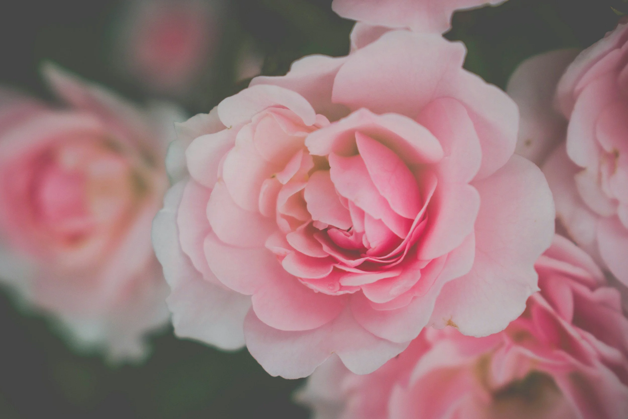 Close-up of pink roses with soft petals, some in full bloom and some partially closed.