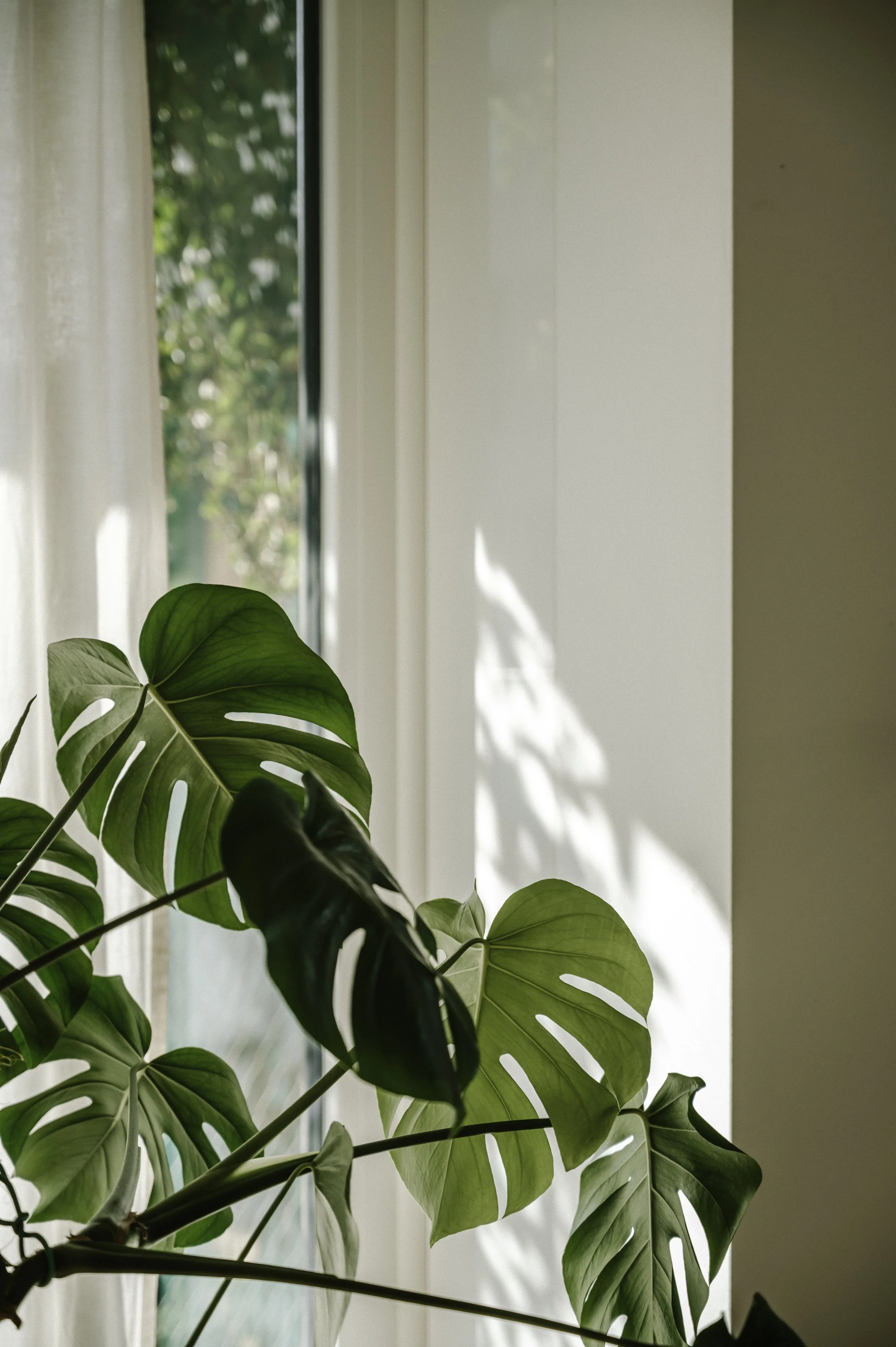 Indoor houseplant with large green leaves near a window with sheer white curtains, sunlight casting shadows on the wall.