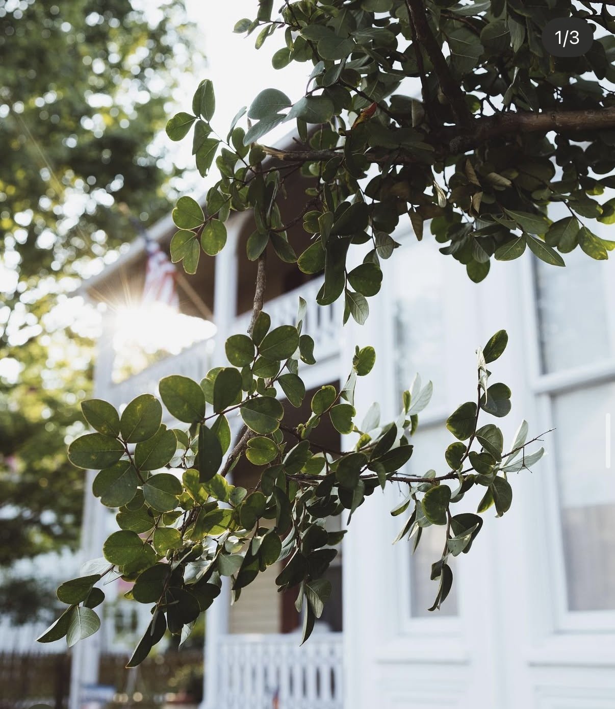 Close-up of green leafy shrub in front of a house with white siding and a porch, with sunlight filtering through the leaves.