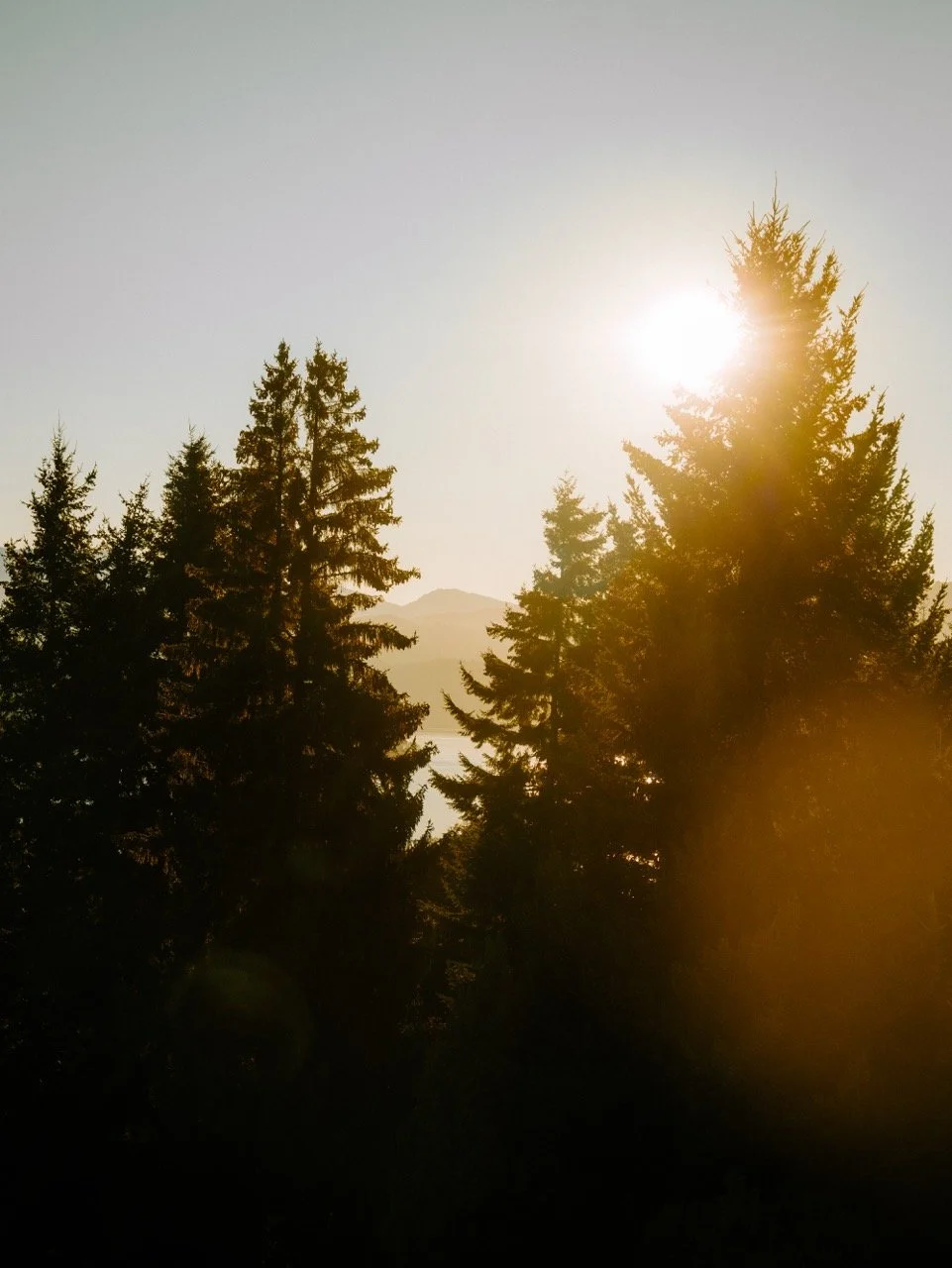 Proteger árboles de pino con el sol brillando detrás en un paisaje natural.