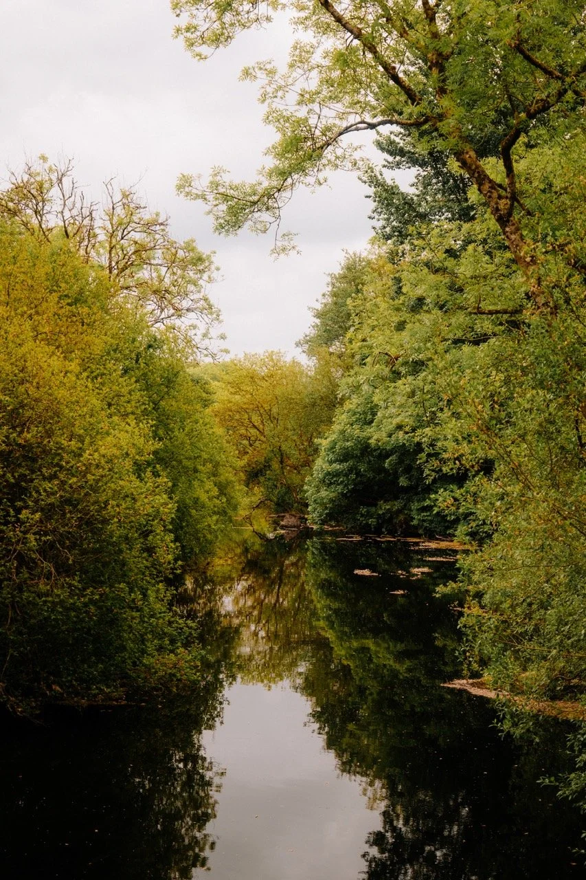 Imagen de un río rodeado de árboles verdes y algunos con ramas secas, reflejándose en el agua en un día nublado.