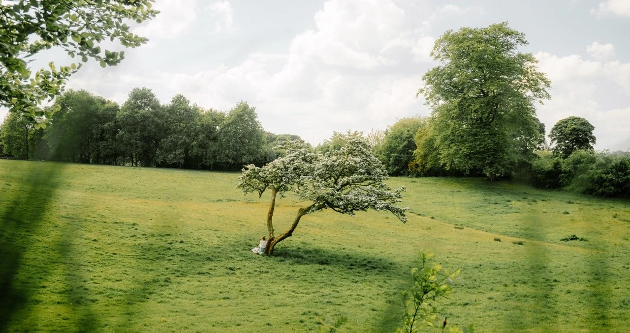 Un campo verde con árboles y una persona sentada junto a un árbol en el centro