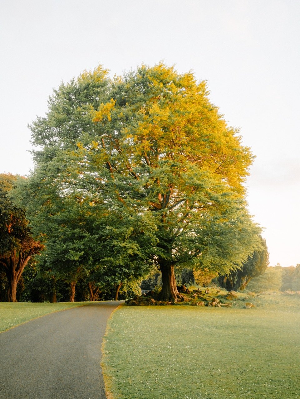 Árbol grande con hojas verdes y amarillas en un parque con un camino curvo y césped verde.