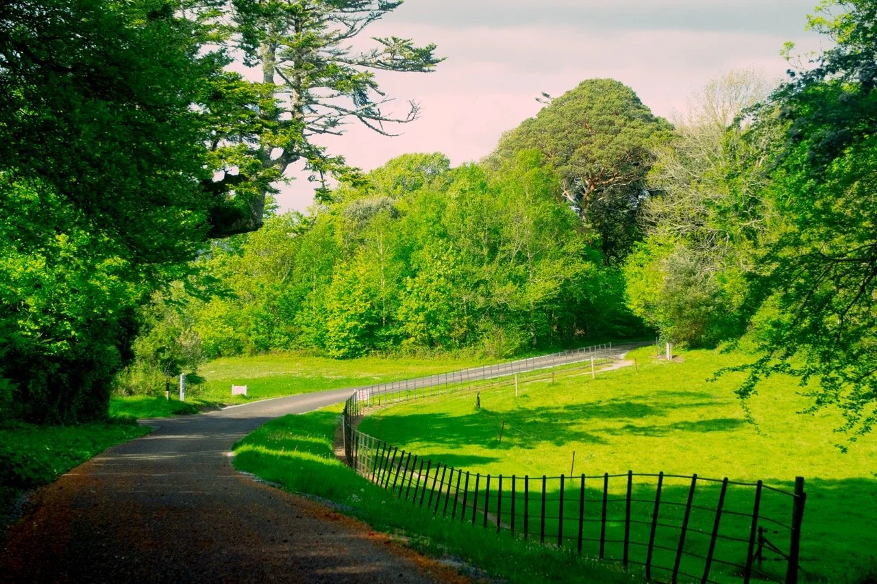 Camino de tierra serpenteando por un prado verde rodeado de árboles y un cielo levemente nublado.