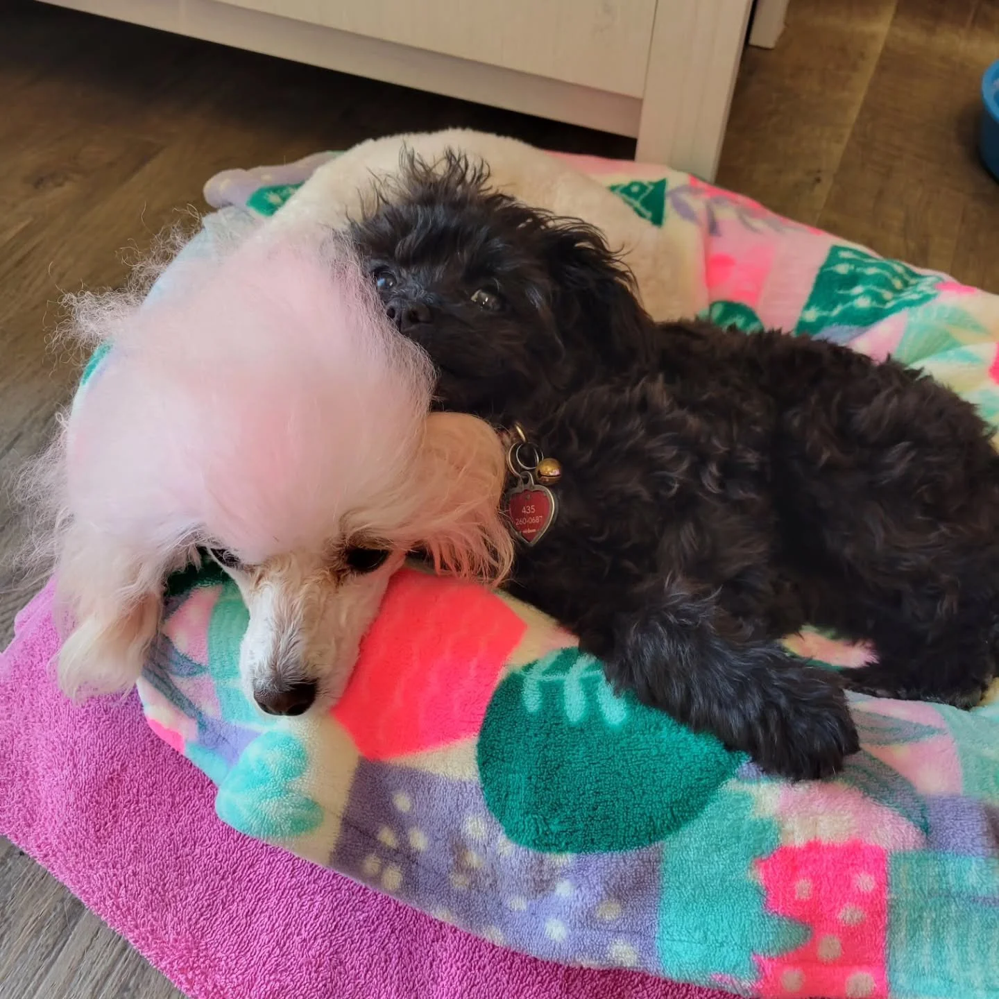 Wonky says Greta makes the best pillow.