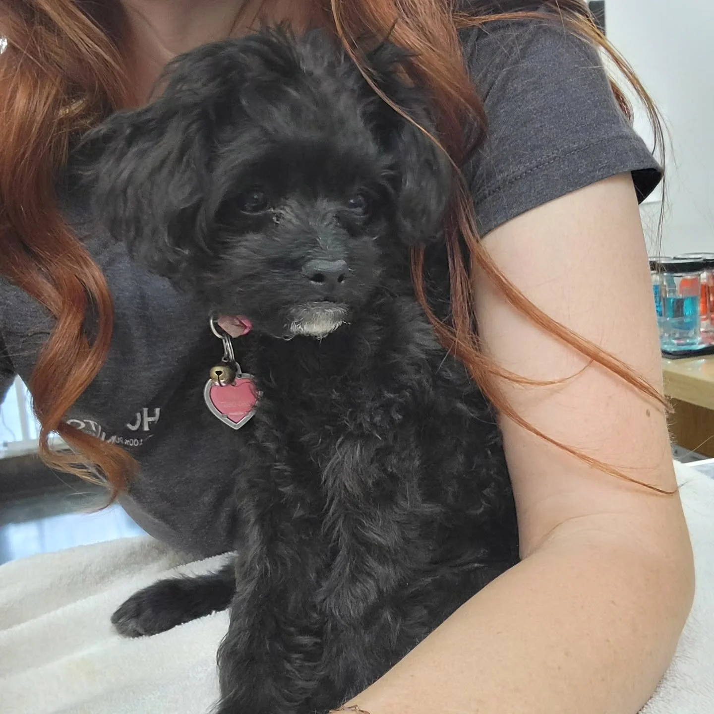 Quite the big update for our Wonky. Over the last week or so, her mouth had been getting smelly, and I could see she had something stuck deep inside her nasal cavity that had gotten there through the cleft opening. I decided she needed to be put unde