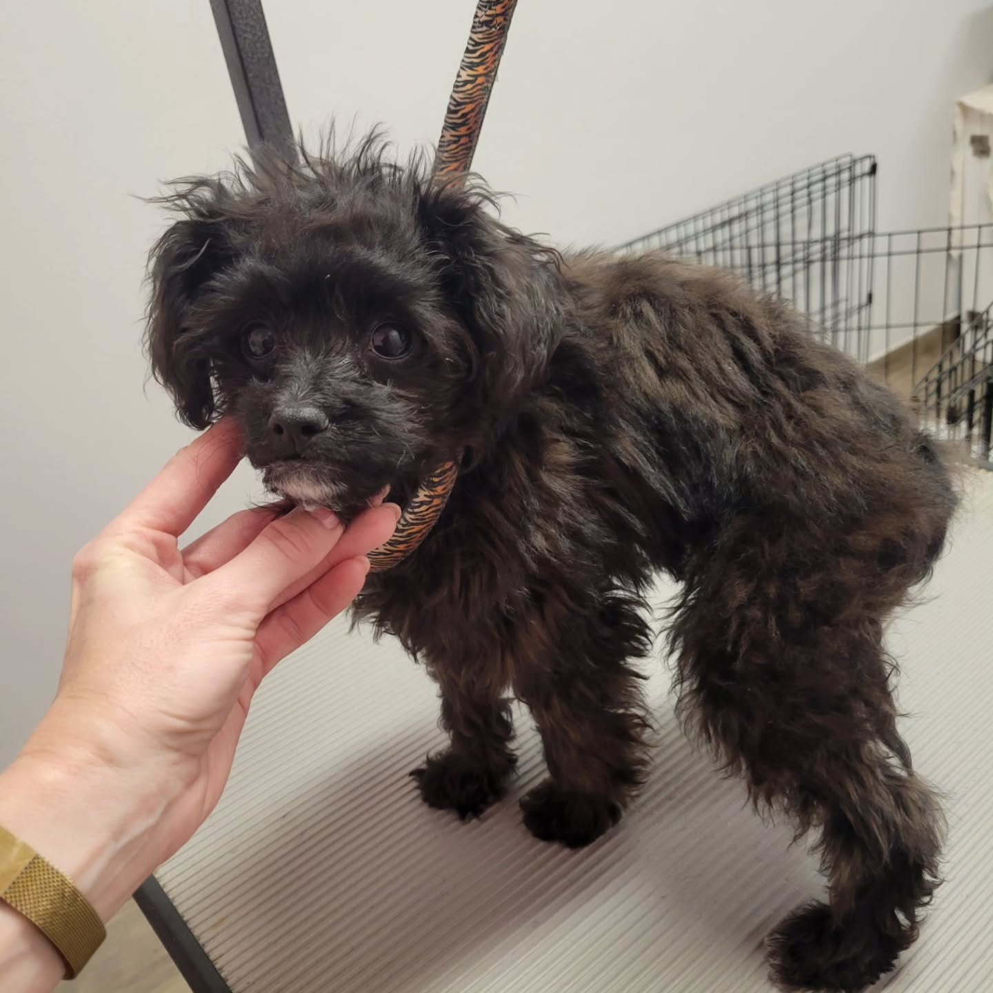 Wonky got her first big girl groom and haircut. I had to leave her head and face all wild. It's just part of her personality. She did surprisingly well, very minimal screeching 😬 Now you can really see her cute curled tail.