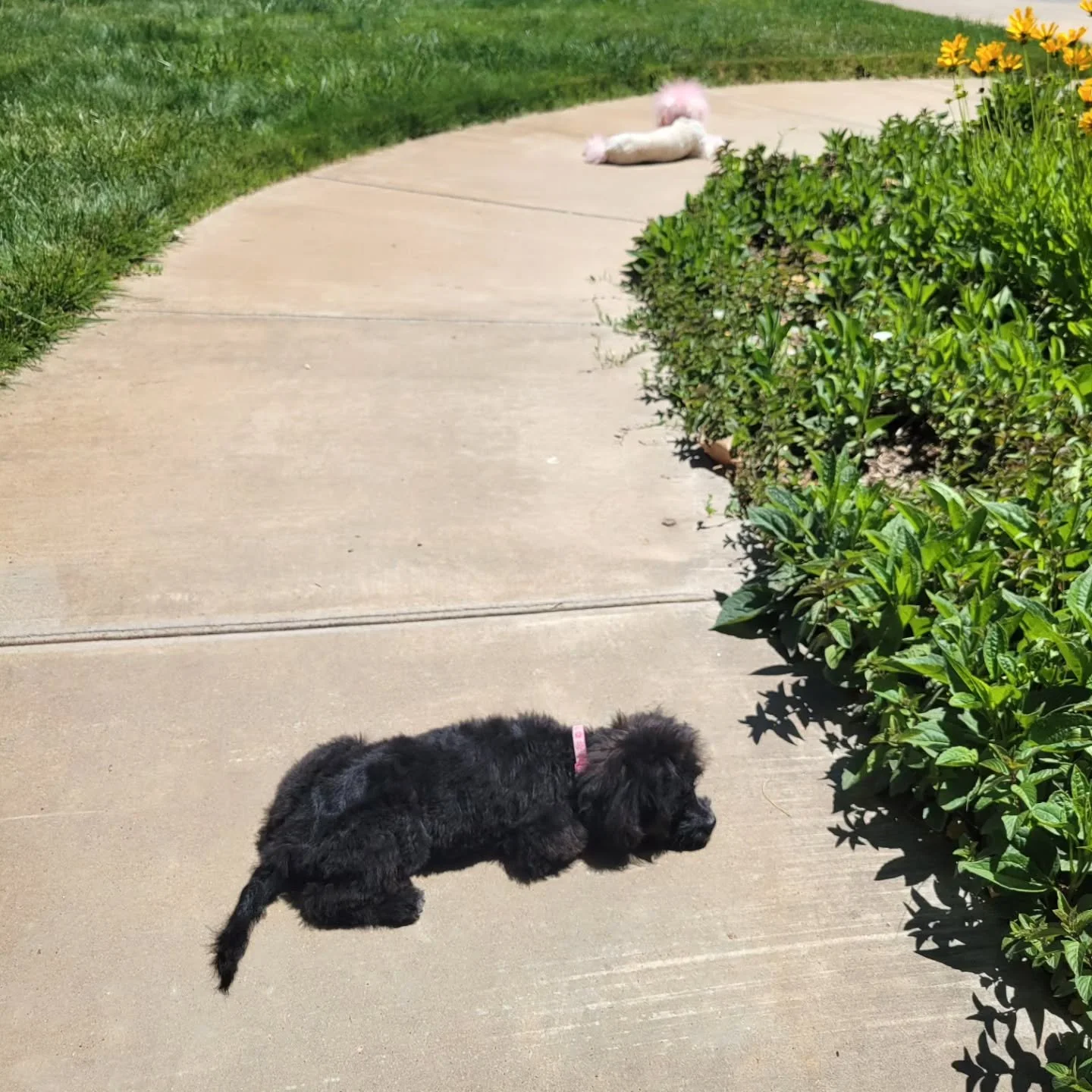 What do you mean it's 90&deg; outside, and we should come inside and get off the hot concrete? Feels great to me. 🐩