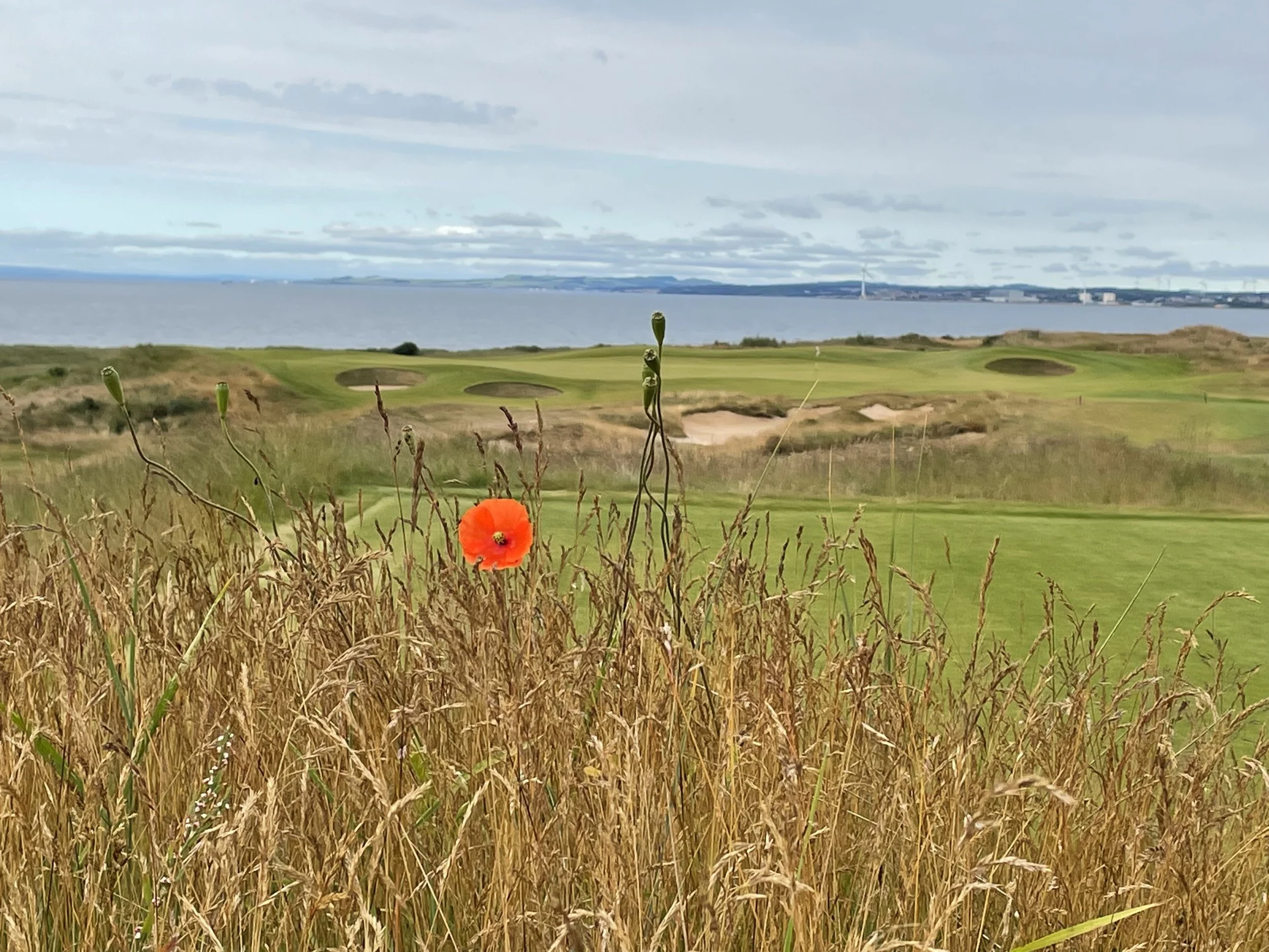 A vibrant red poppy flower in a field of tall, dry grass on a golf course with rolling green fairways and sand bunkers, overlooking a body of water with land and wind turbines in the distance under a partly cloudy sky.