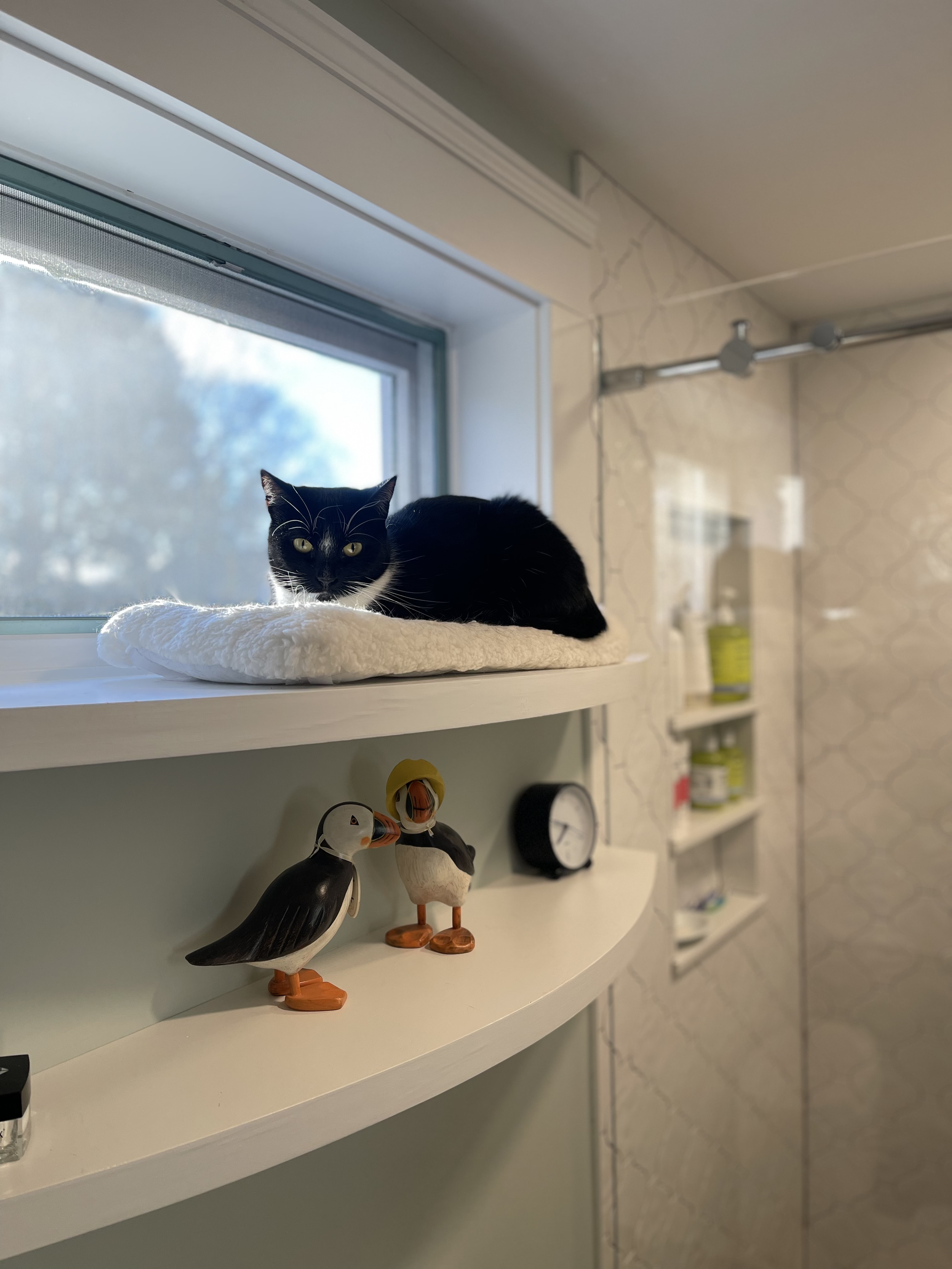 A black and white cat lying on a soft white cushion on a windowsill, with a view of the outside. Below the windowsill, there are two decorative duck figurines and a small round clock on a white shelf inside a room with patterned wallpaper and another