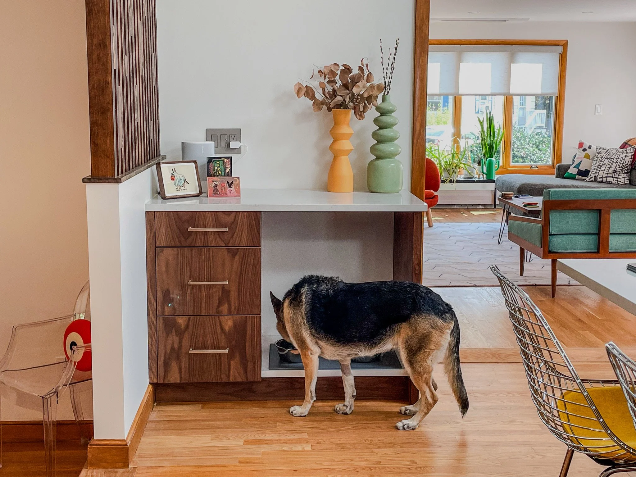 A dog drinking water from a bowl in a modern living room with wooden floors and stylish furniture, including a green sofa and a red armchair. Decor includes vases and picture frames on a wooden and white cabinet, with large windows providing natural 