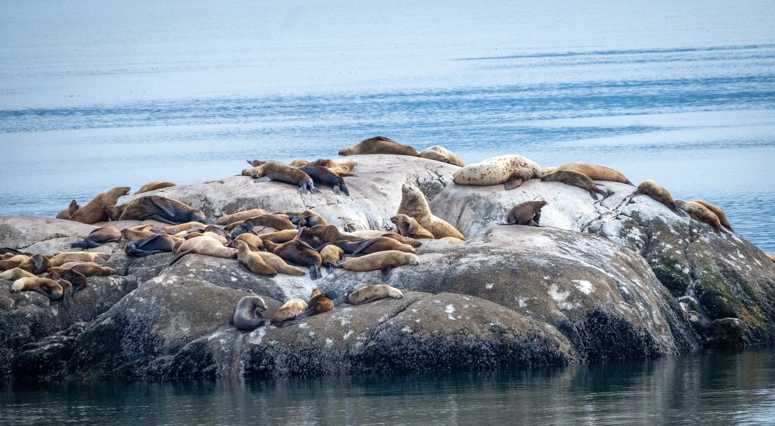 A large group of seals resting on rocks by the ocean.