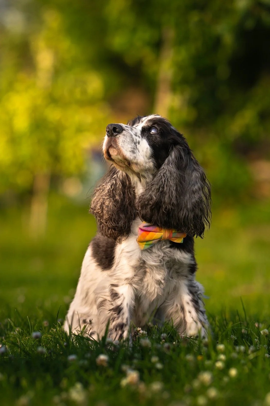 A black and white English Cocker Spaniel puppy with long ears and a rainbow-colored bow tie, sitting on grass with a blurred green forest background.