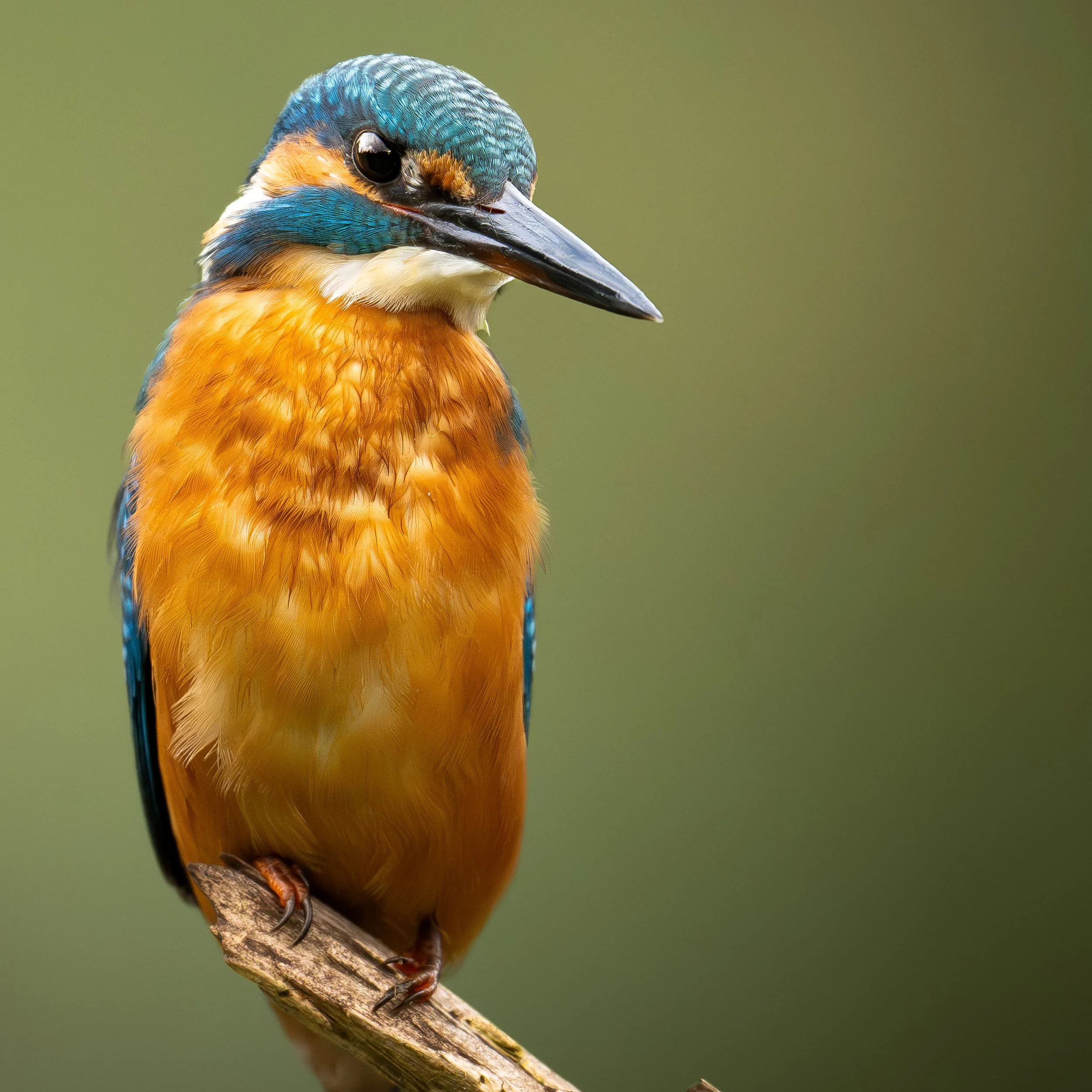A colorful kingfisher bird perched on a branch, with vibrant orange, blue, and green feathers, against a blurred green background.