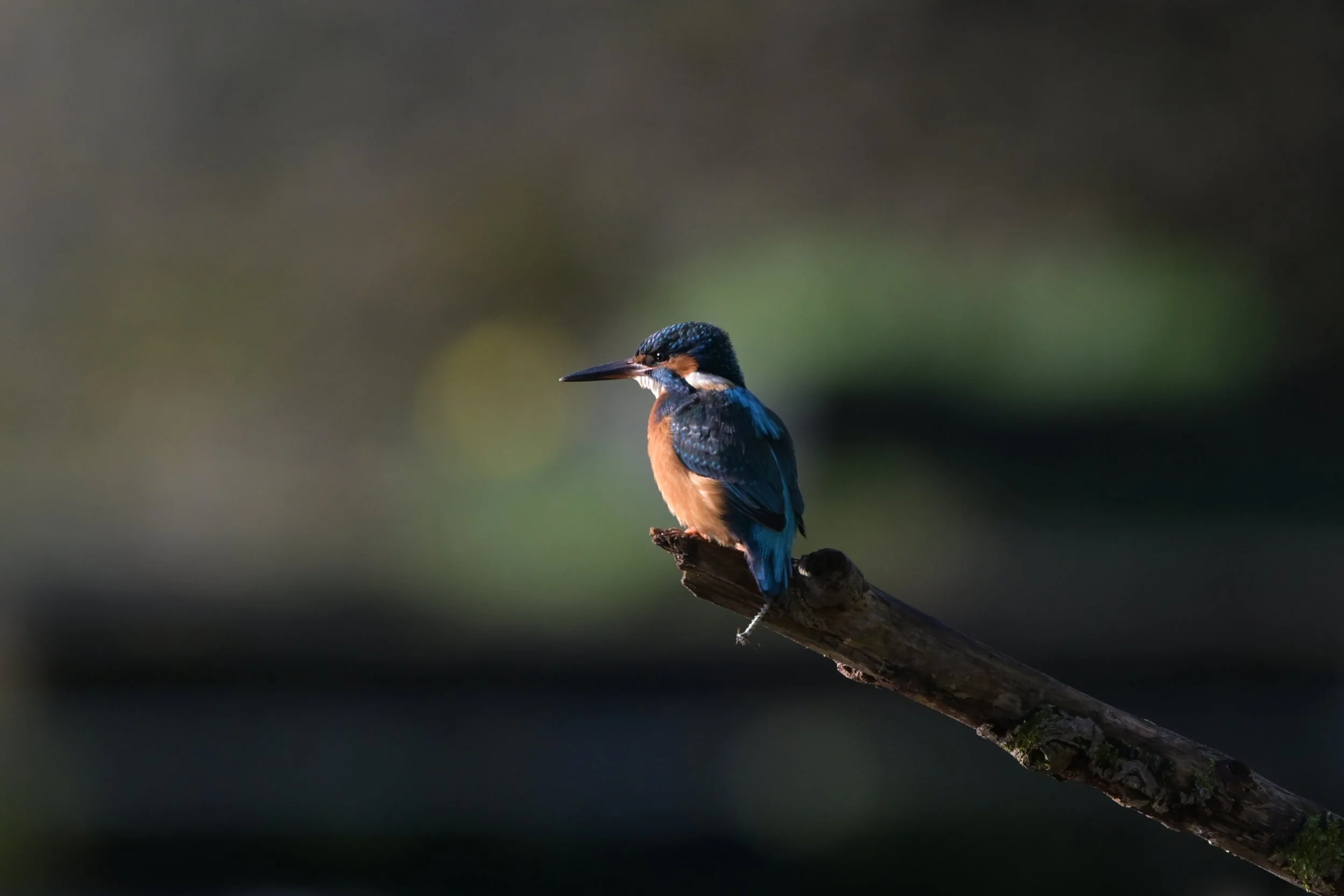 A kingfisher bird perched on a diagonal branch, facing left, with a blurred natural background.