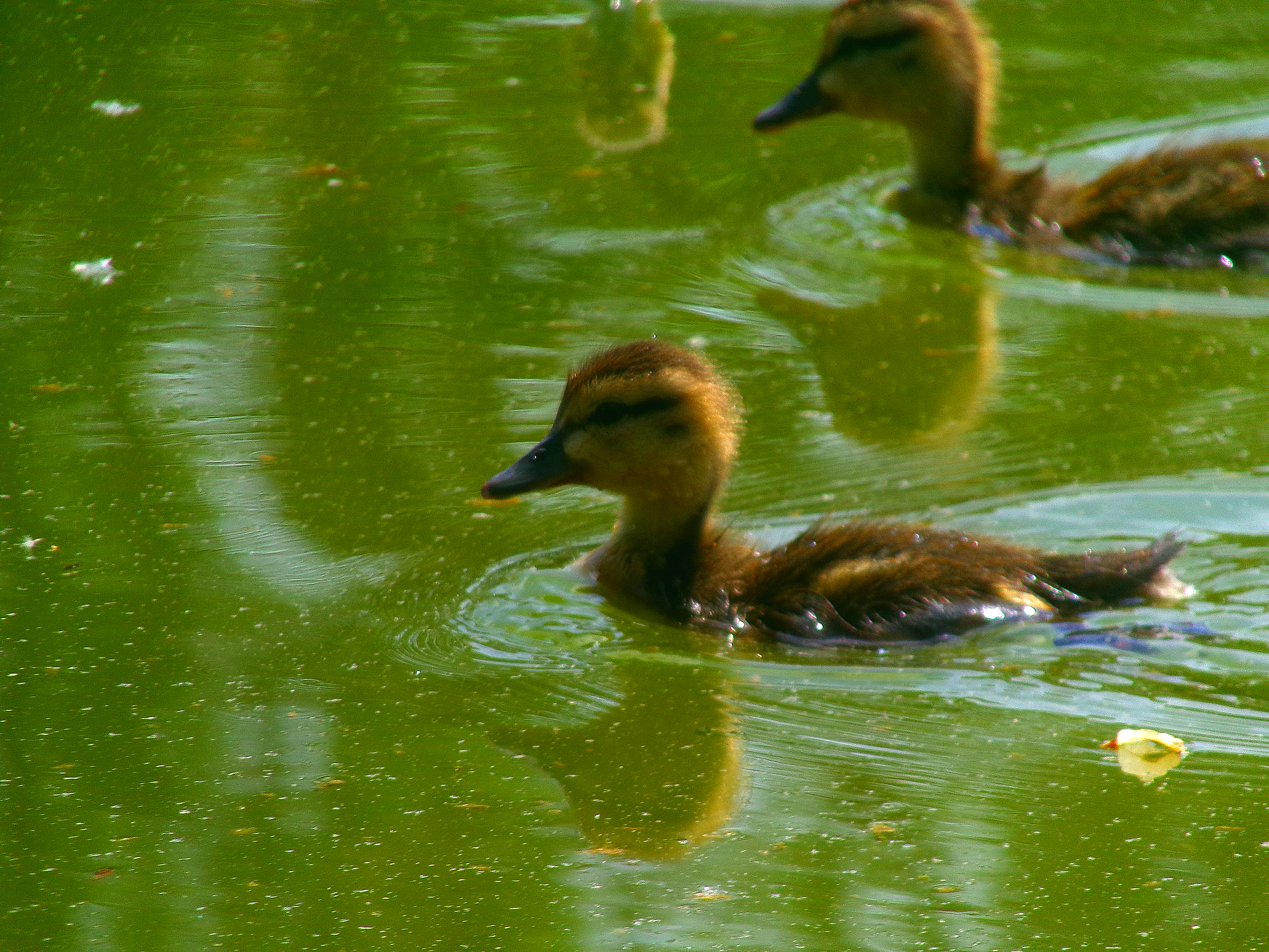 ducks on the mall. april 21, 2025.
images taken on kodak pixpro az528. 