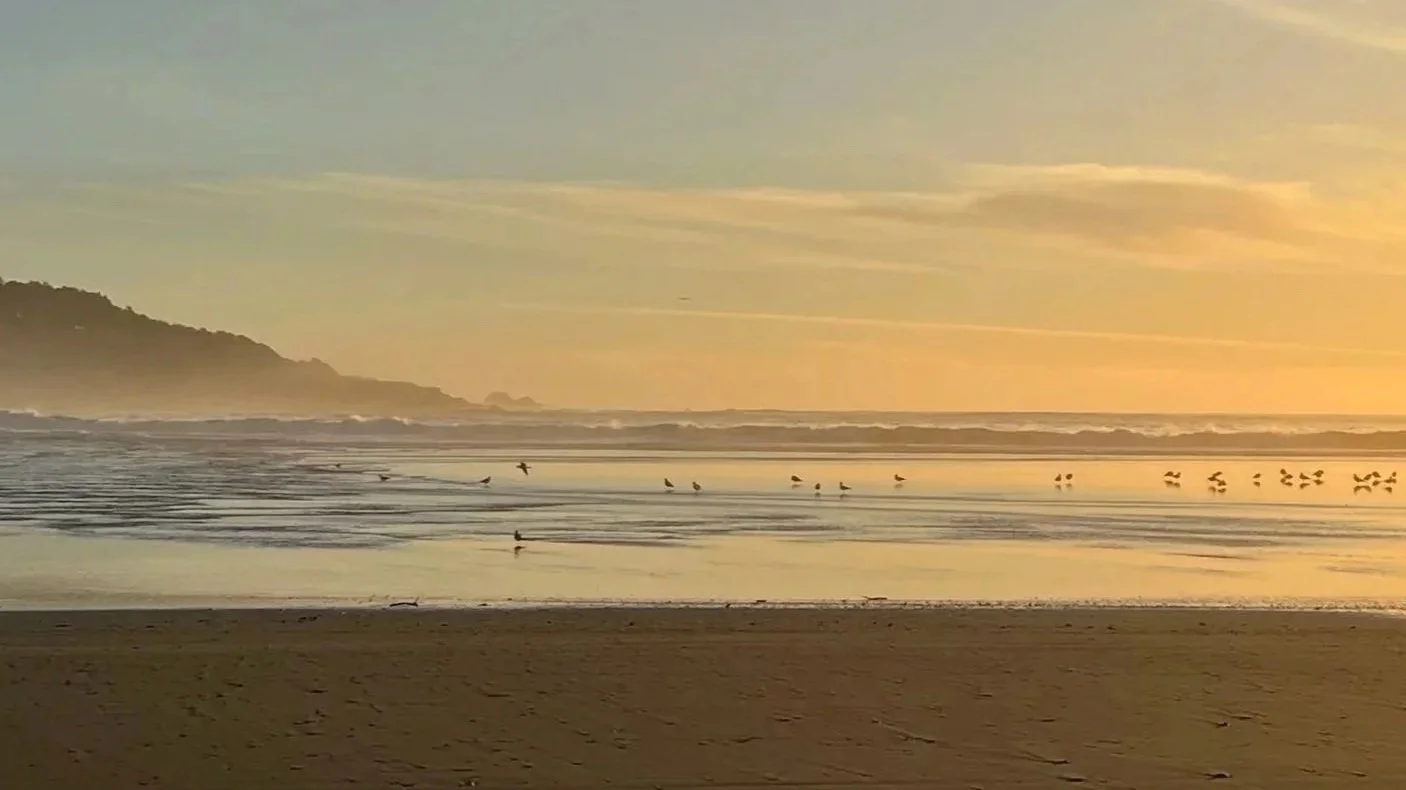 A beach at sunrise or sunset with seagulls flying and resting near the shore, calm water reflecting the sky, and a distant tree-covered hill on the left.