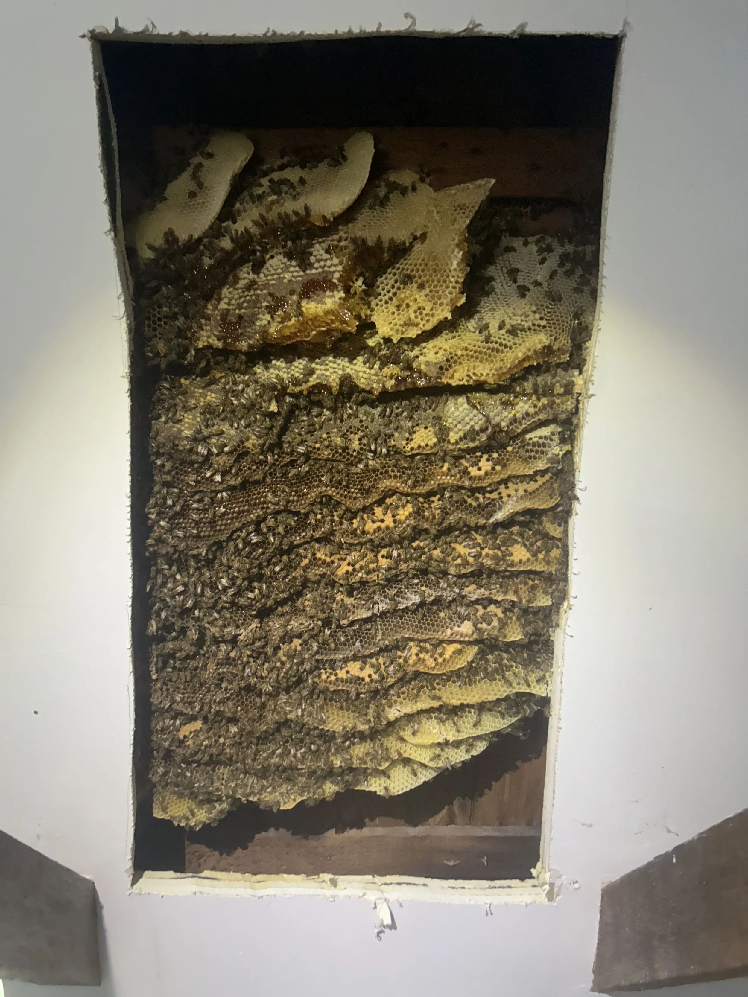 Huge bee hive we removed inside a wall in Atco NJ