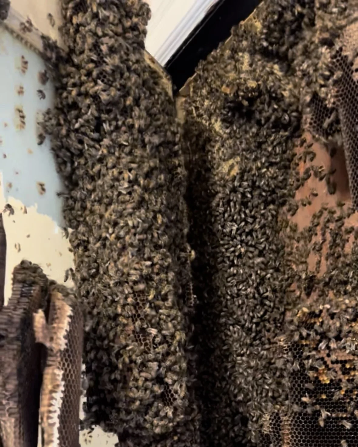Close-up of beehives  we removed from a closet in Winslow Township