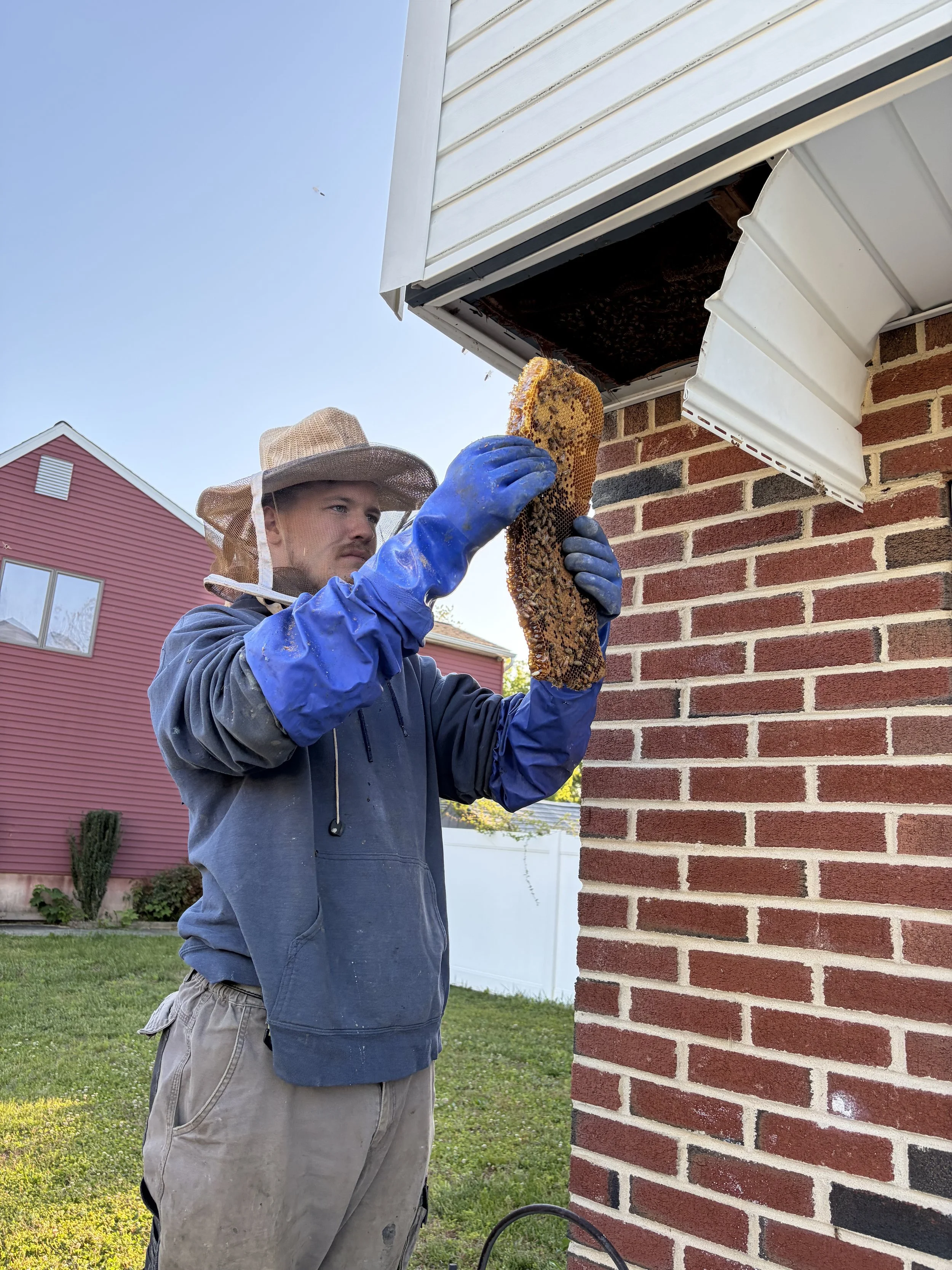 Bee hive we removed from a roof in a home in Sicklerville NJ