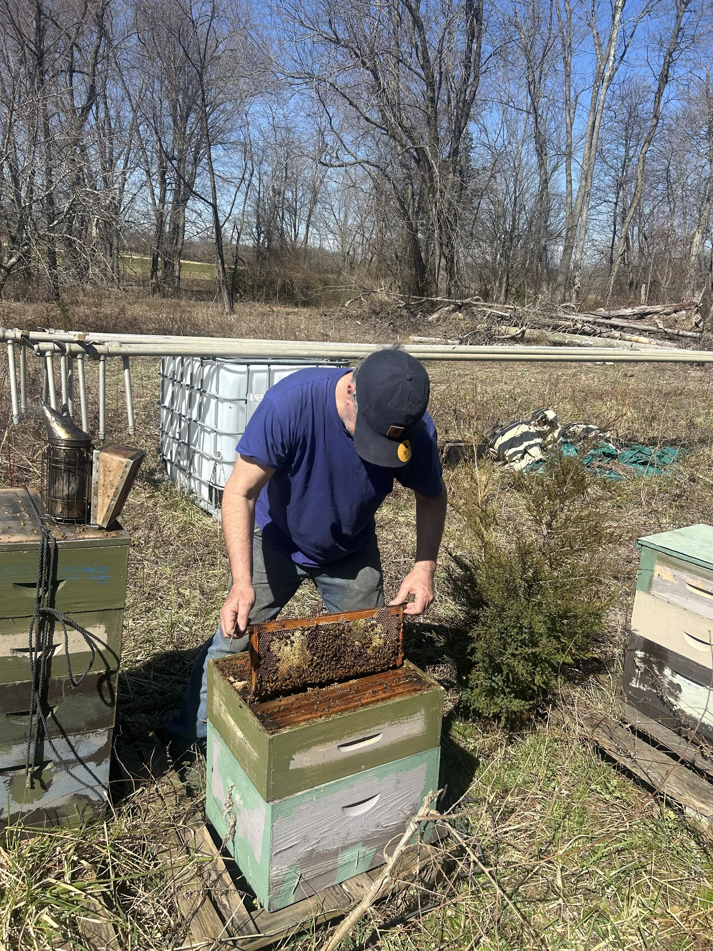 Bee we removed in Buena and relocated them to our home apiary