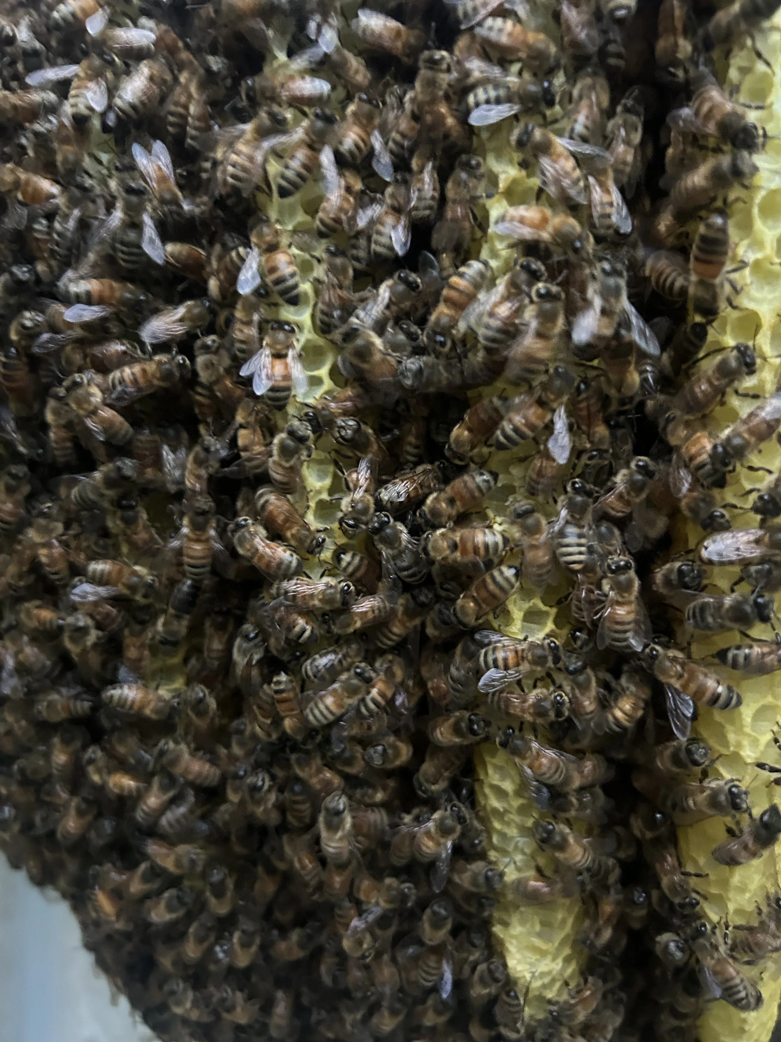 Bee hive we removed from a home in Folsom NJ