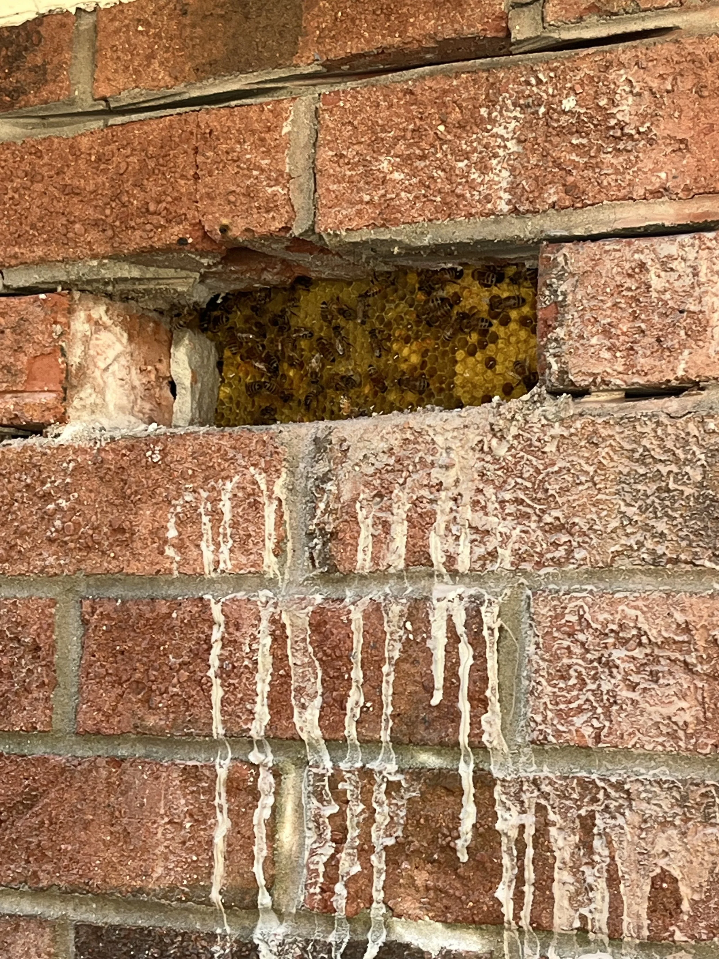 Bees we removed inside a brick wall in a business in Sicklerville NJ