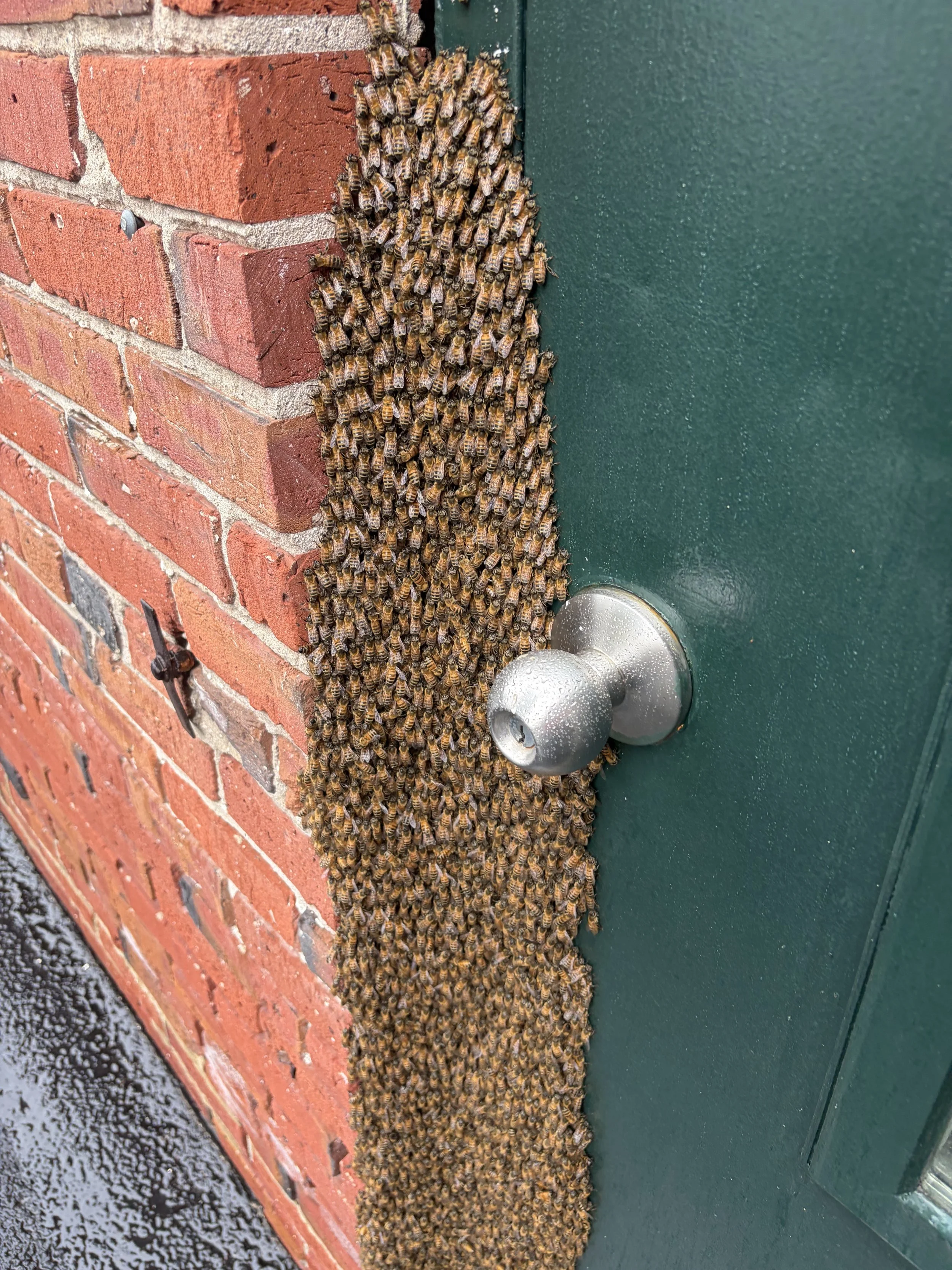 Bee colony we removed off of a door on a business in Williamstown NJ