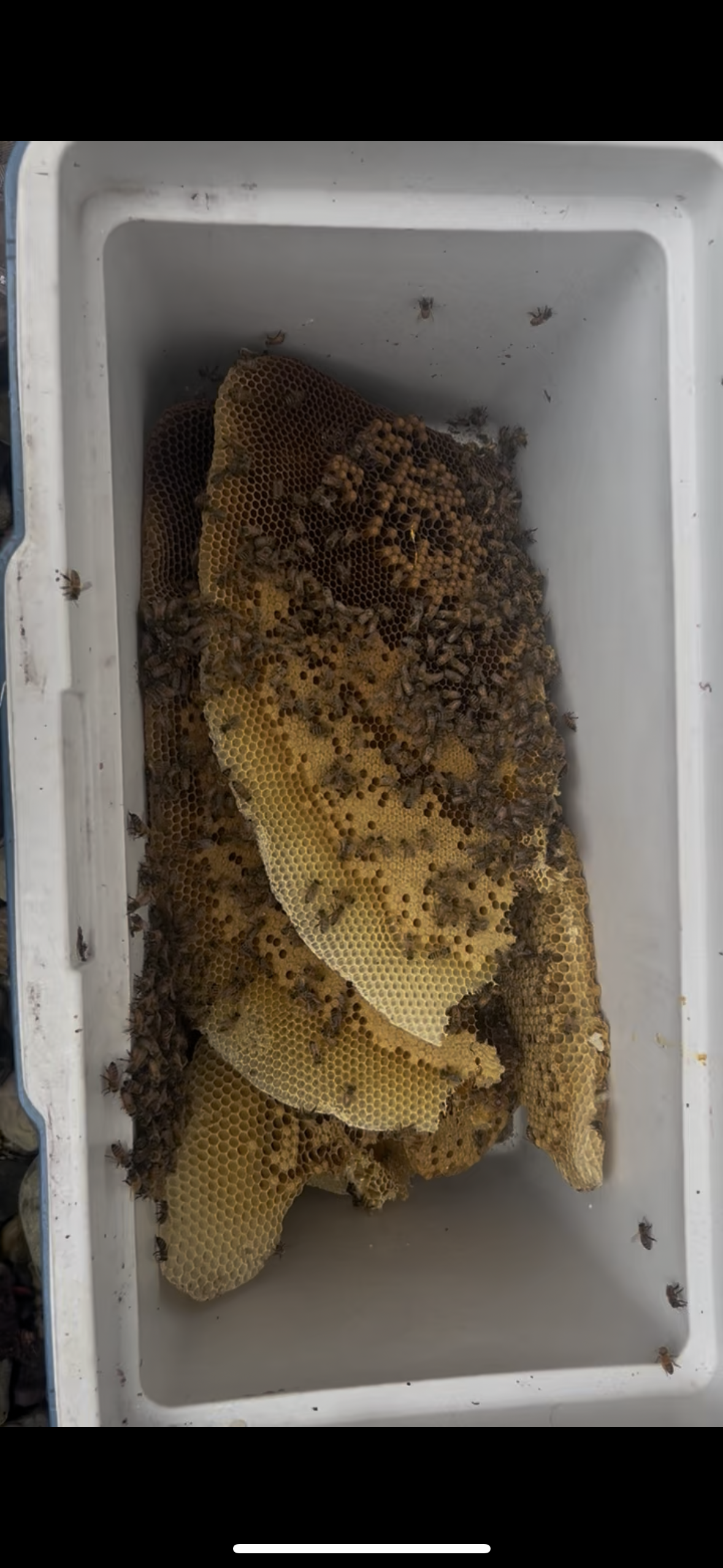 A bee hive getting ready to be relocated to our apiary from Waterford NJ