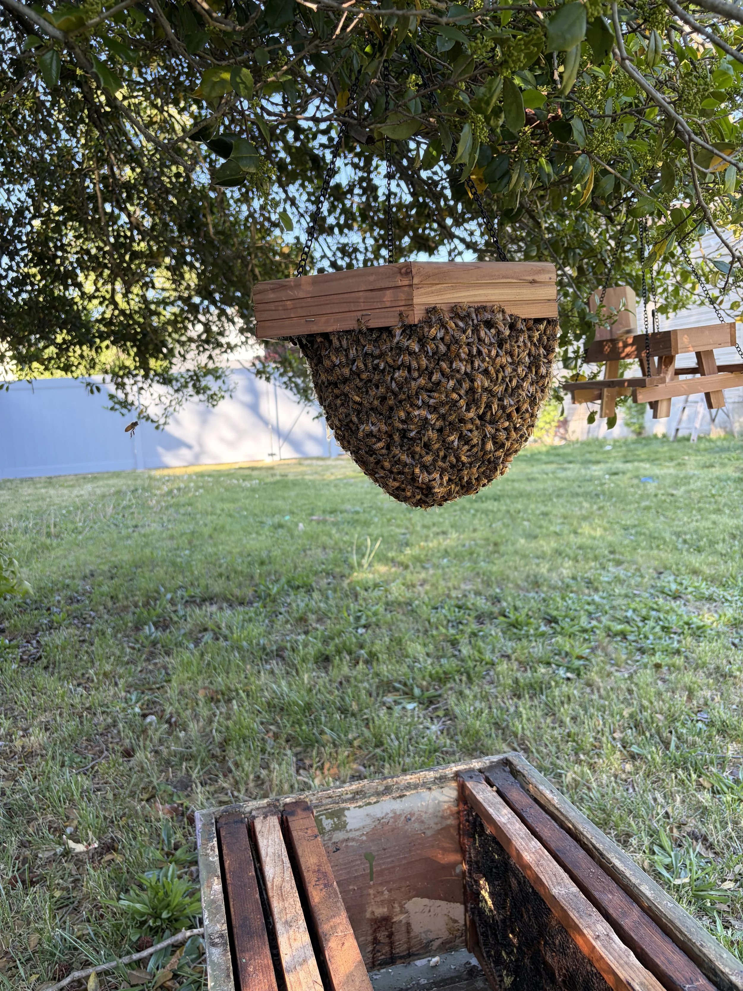 Bees we removed from a property in Williamstown NJ