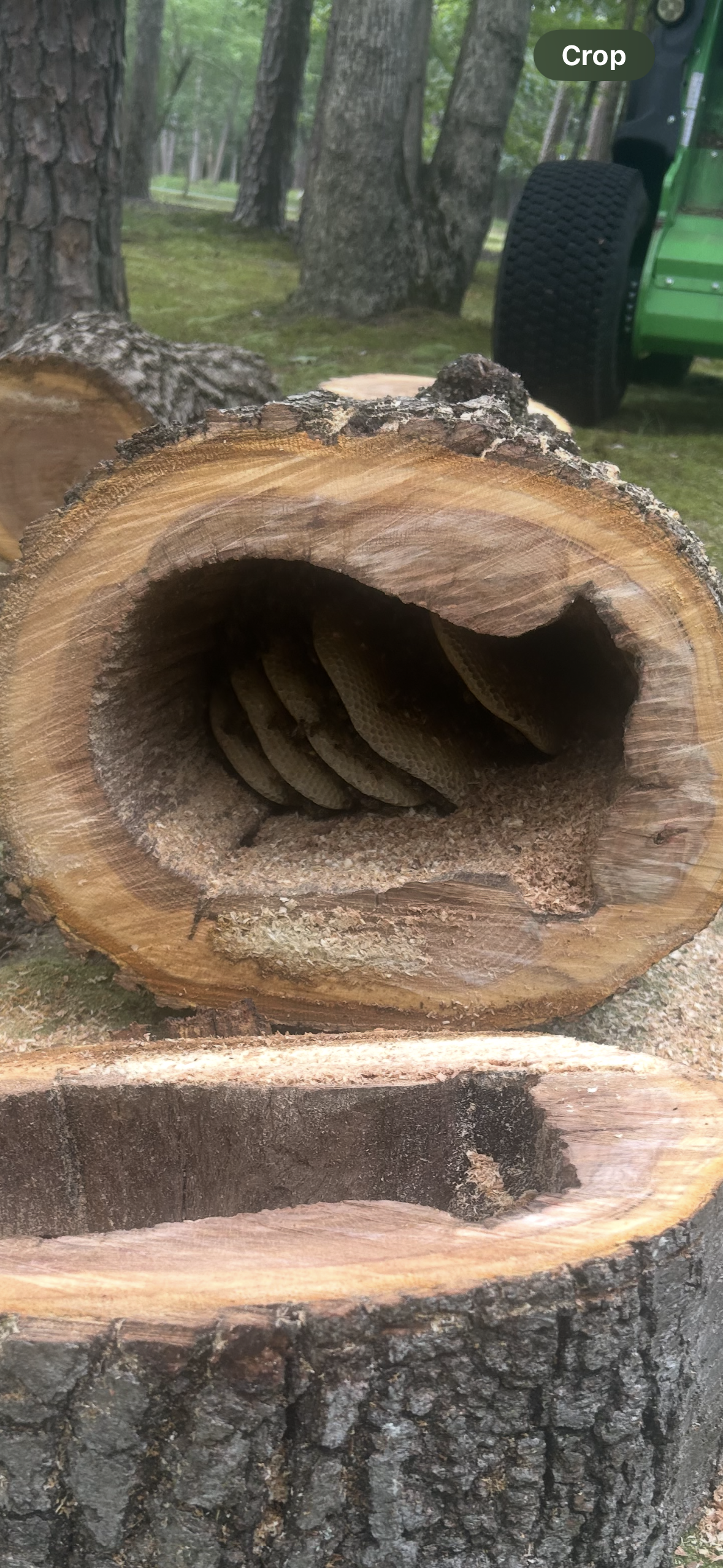 Bee hive we discovered inside a hollow tree in Berlin NJ
