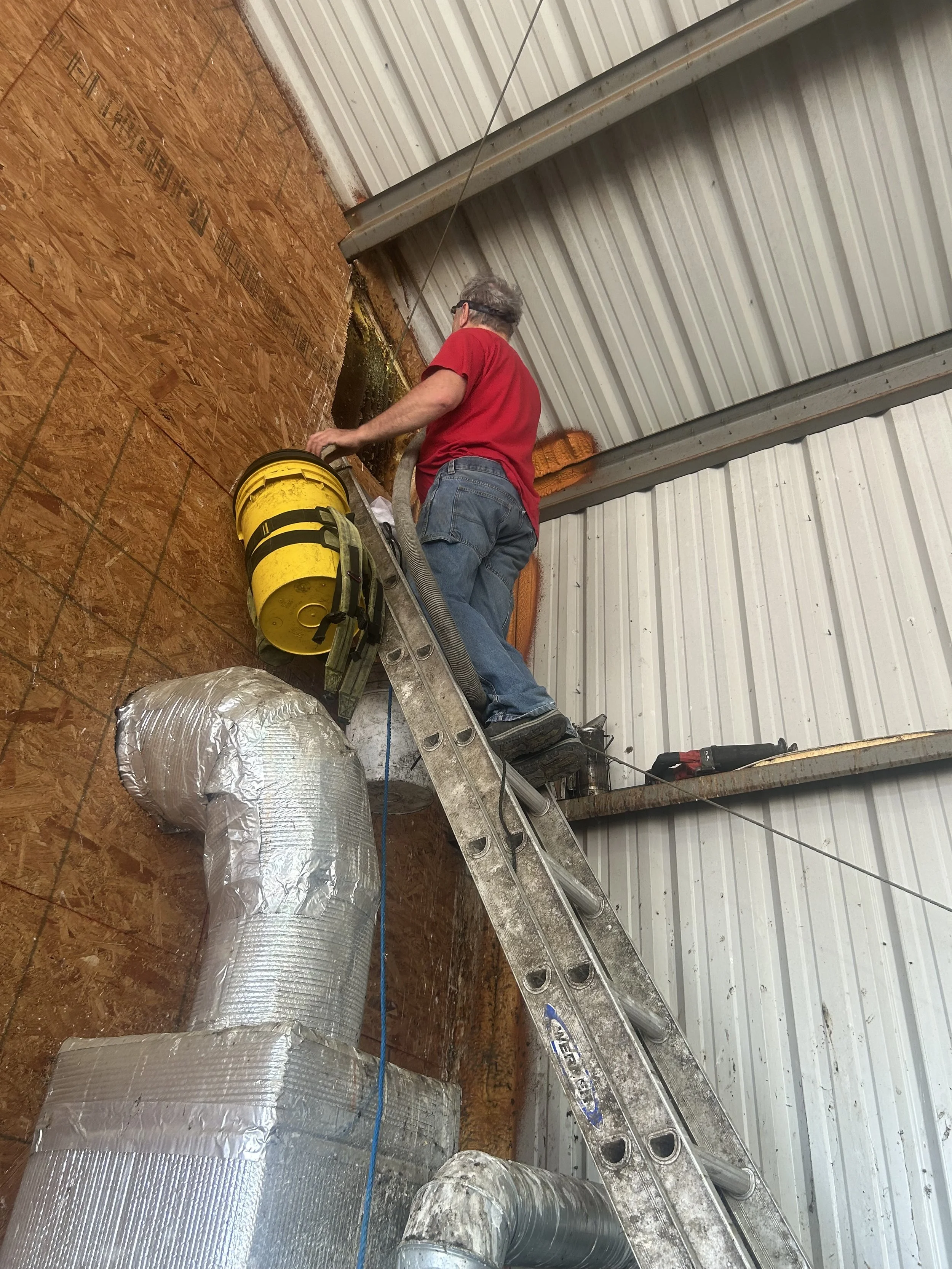 A worker in a red shirt and jeans on a ladder working on ductwork inside a metal building.