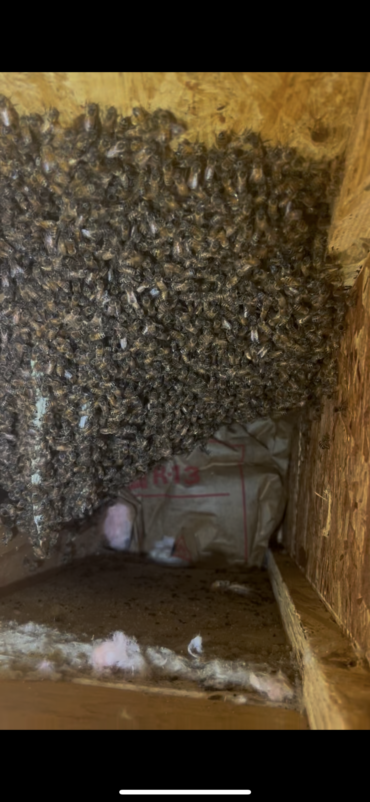 Bees we removed inside a wall nesting in the insulation in Atco NJ