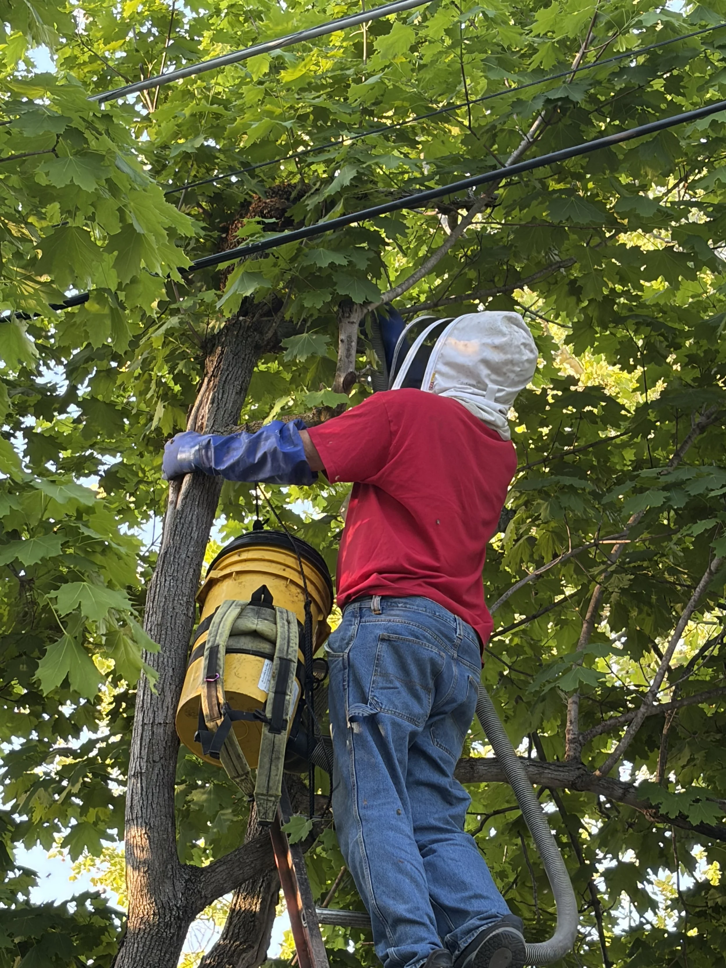 Removing a bee hive from a tree outside a business in Folsom NJ