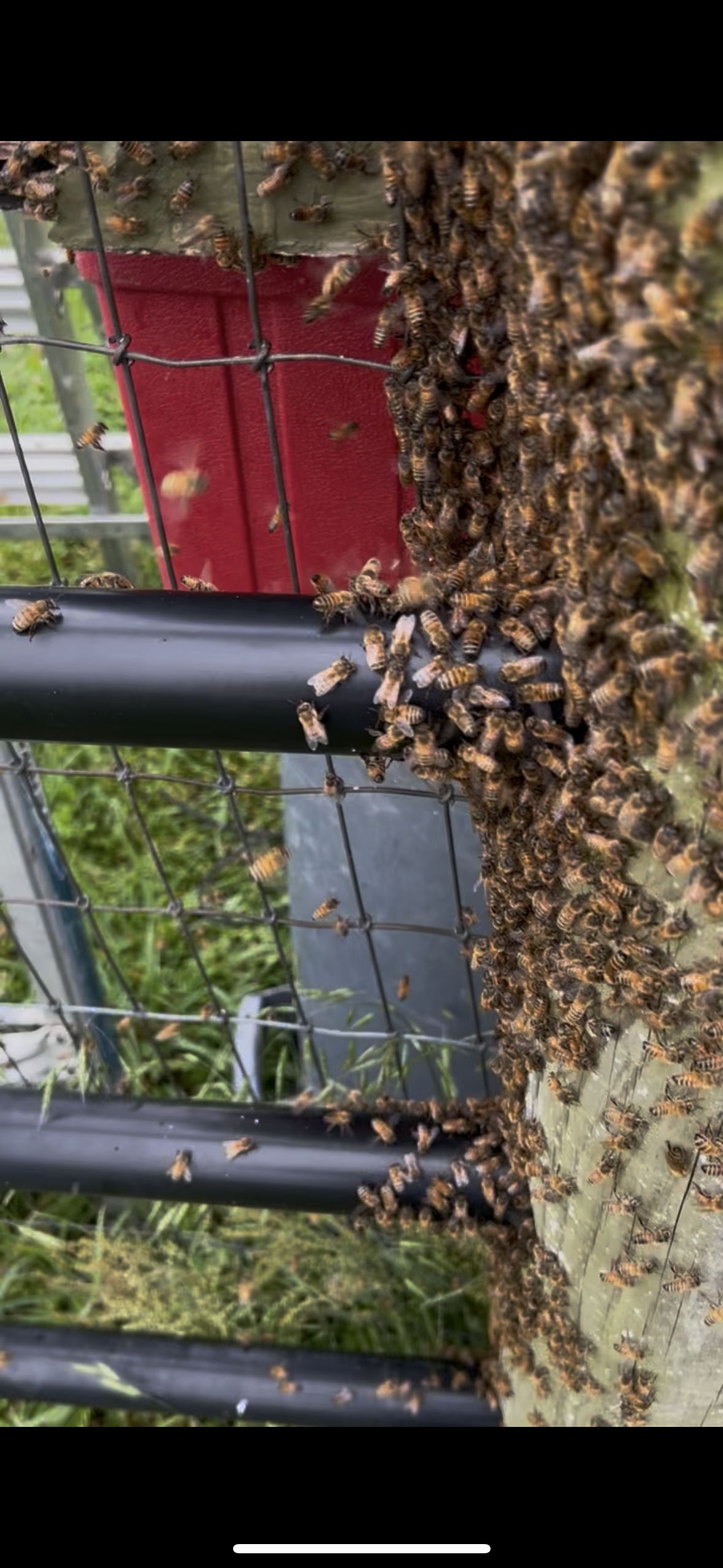 Bees we removed on a fence from a business in Winslow Township