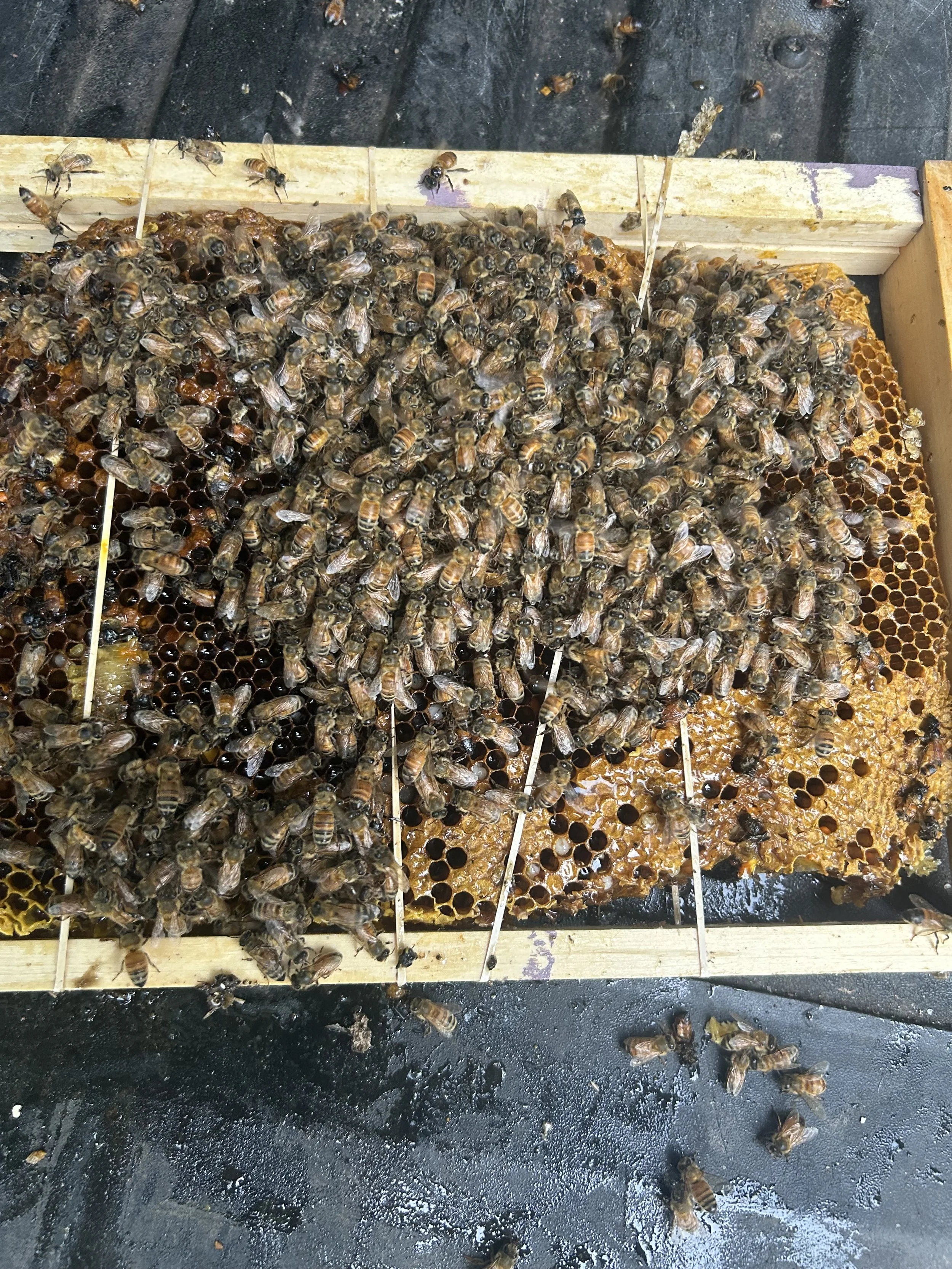 Bees on honeycomb getting ready to go to our apiary from a business in Chesilhurst NJ