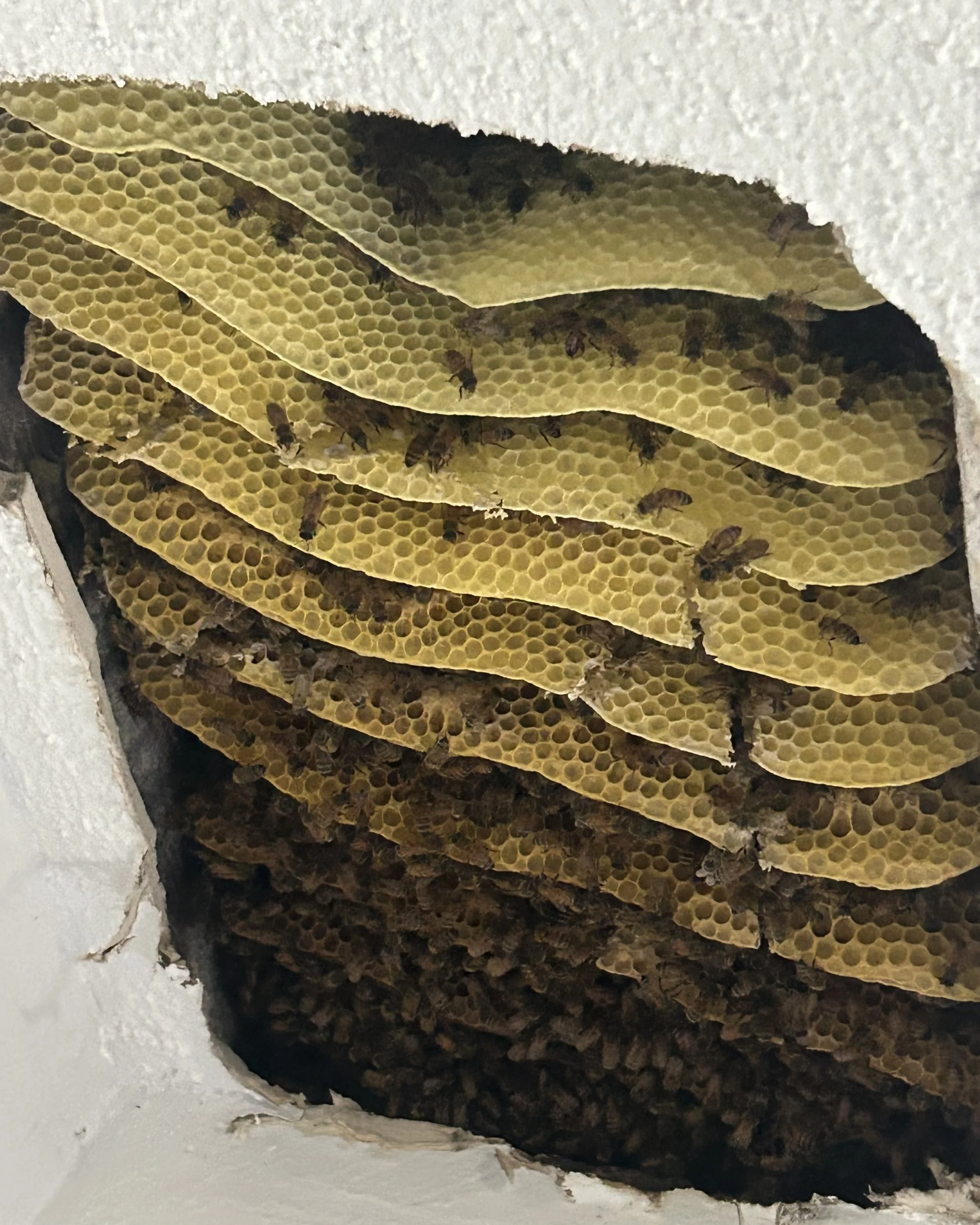 Inside view of a hive we removed inside a home in Waterford NJ