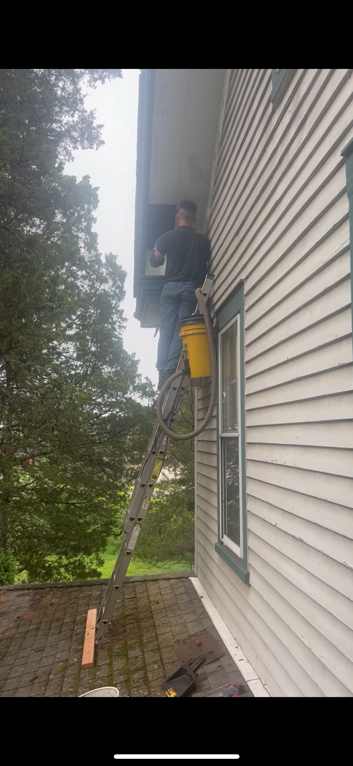 Removing bees inside a roofline in Buena NJ