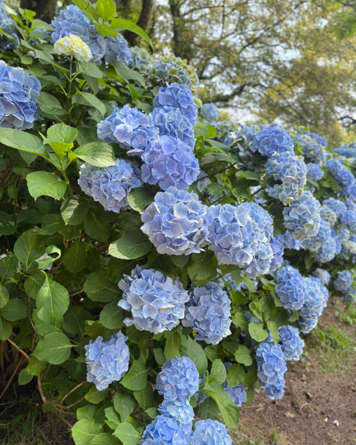 Untitled design-4.png