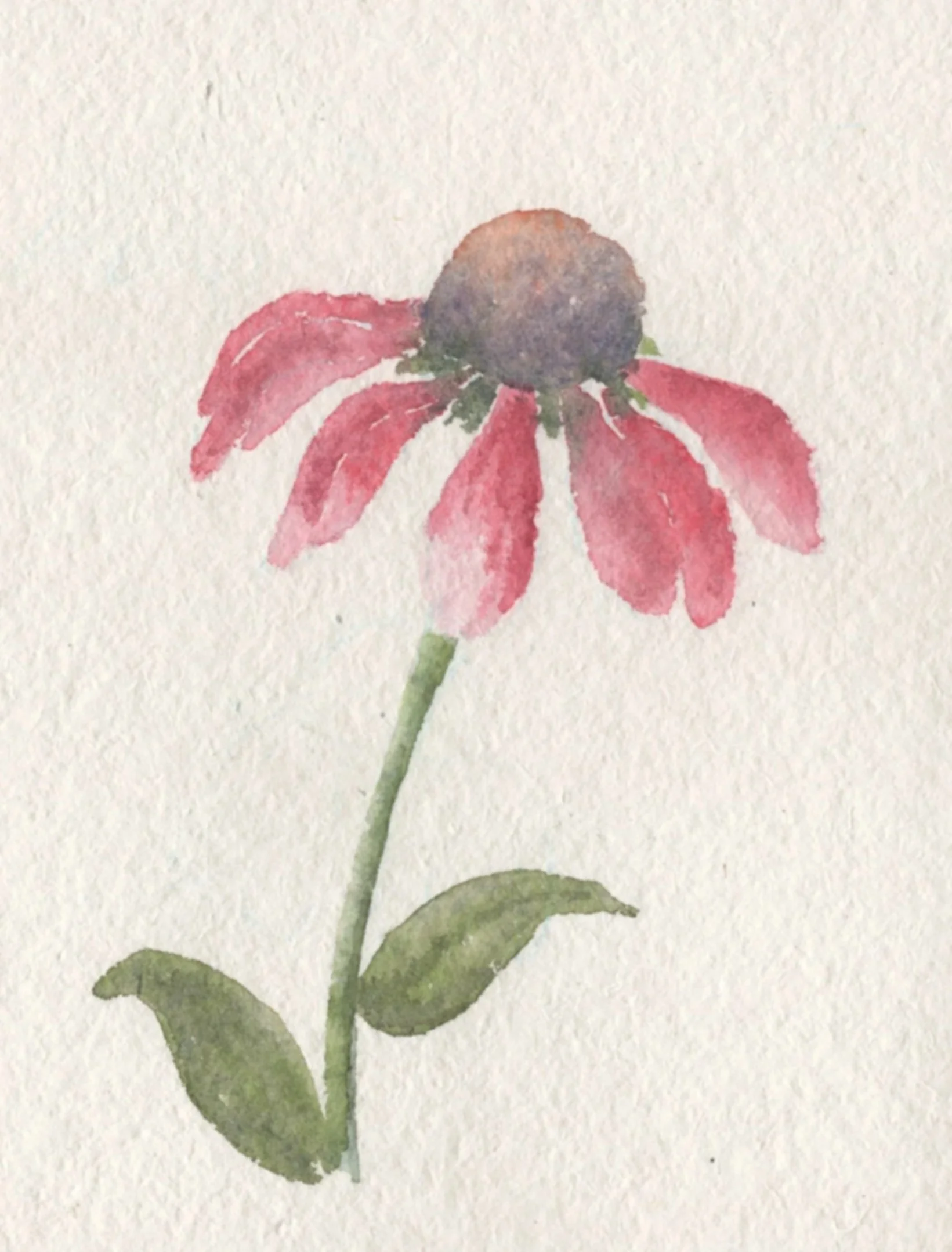 Watercolor_0525_Coneflower.jpg
