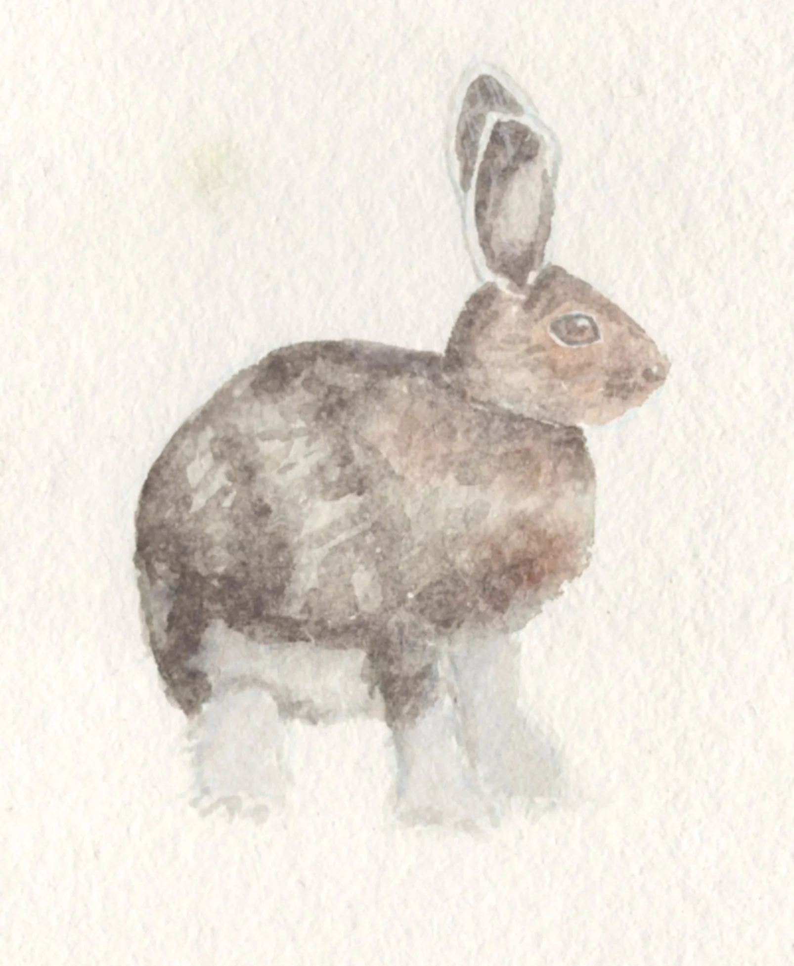 Watercolor_0525_Snowshoe%2BBunny.jpg